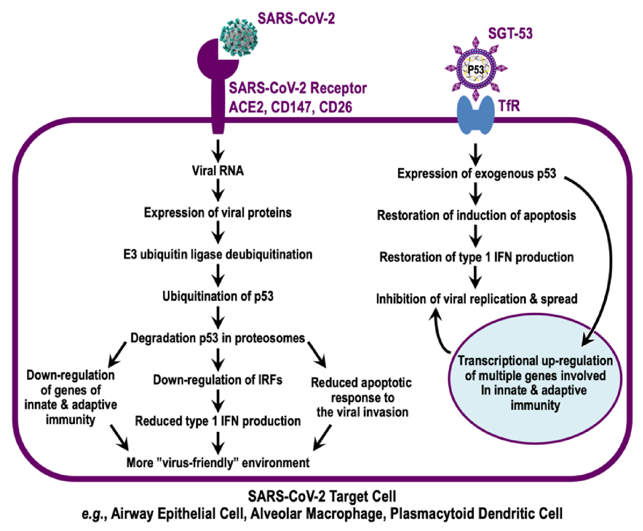Viruses 14 00739 g004