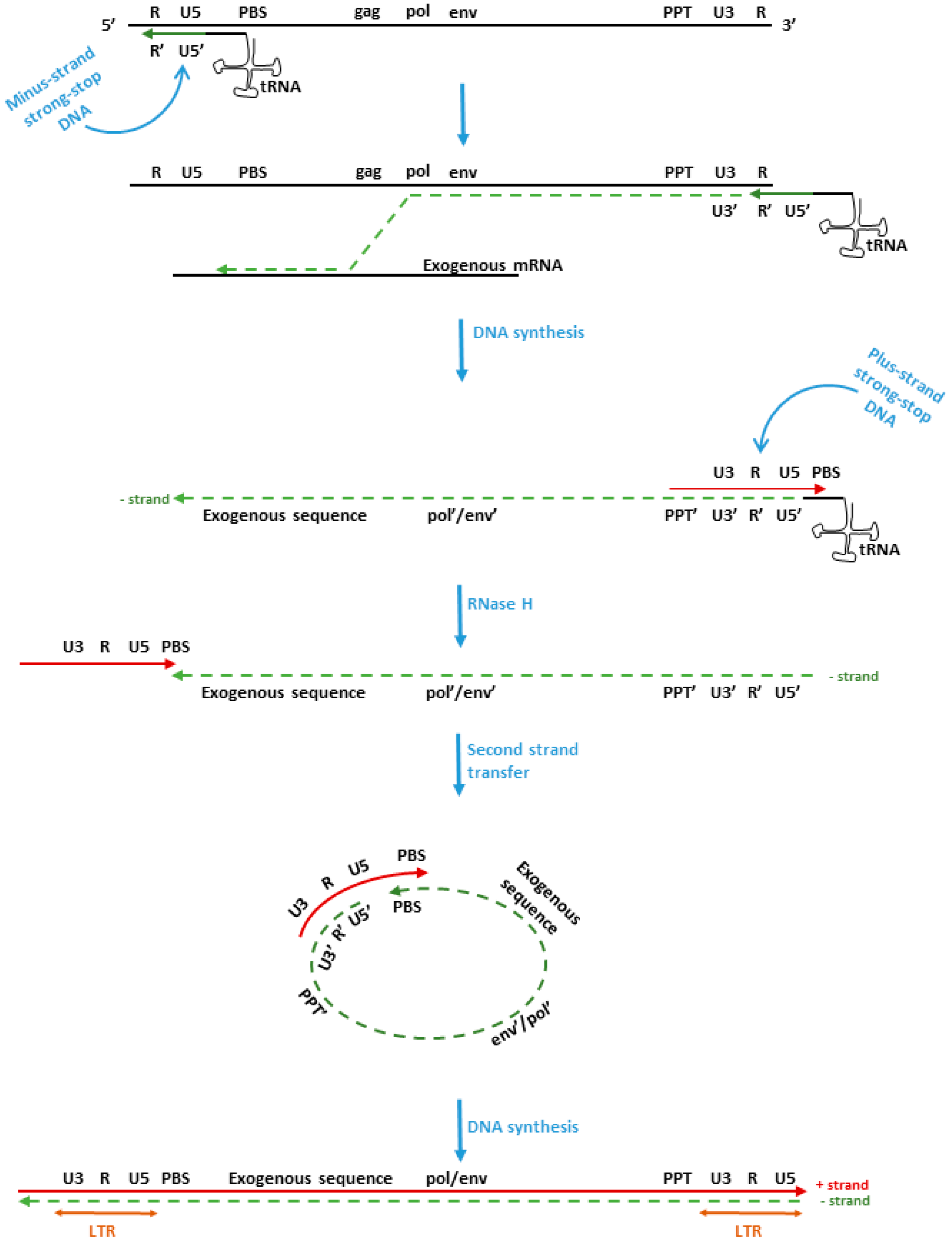 Viruses 14 00748 g001