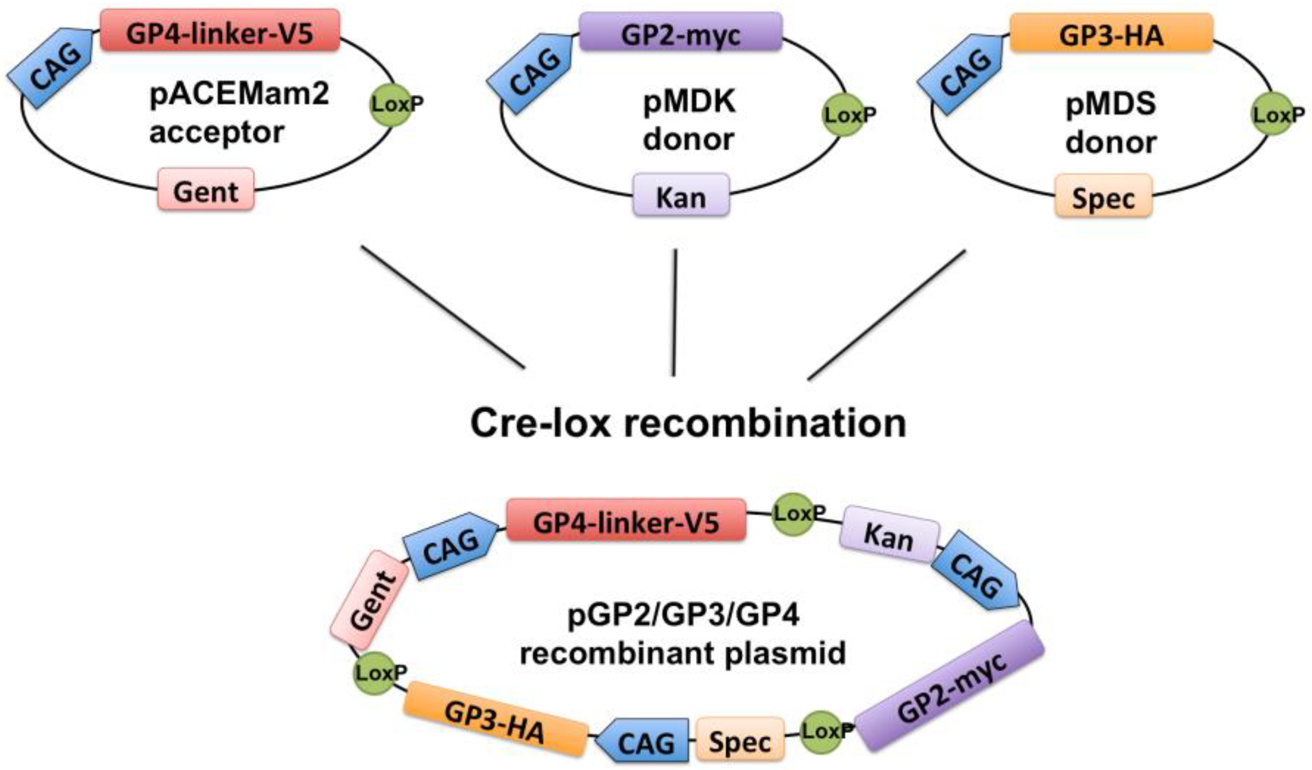 Viruses 14 00749 g001 550