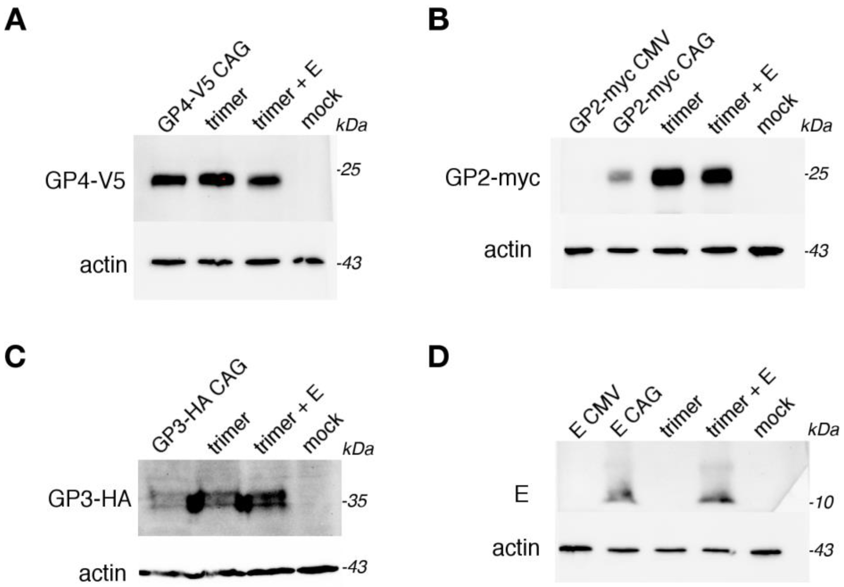 Viruses 14 00749 g002 550