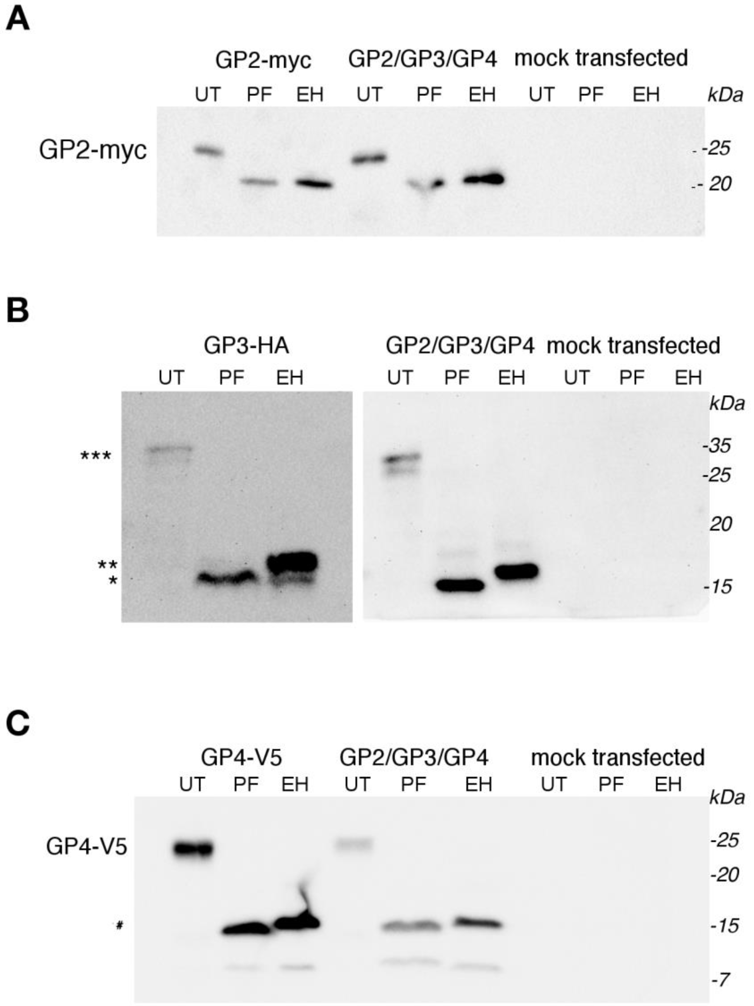 Viruses 14 00749 g003 550
