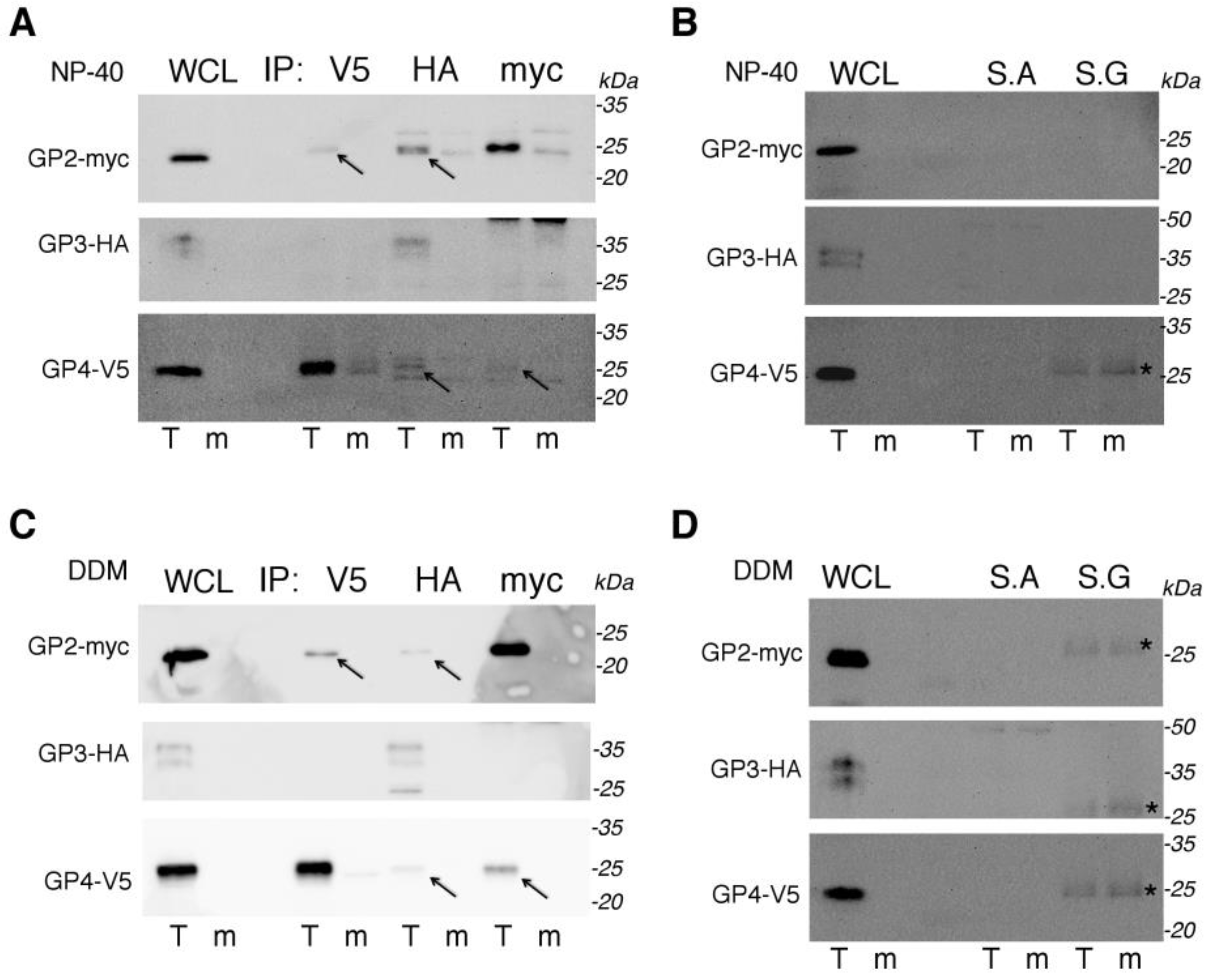 Viruses 14 00749 g004 550