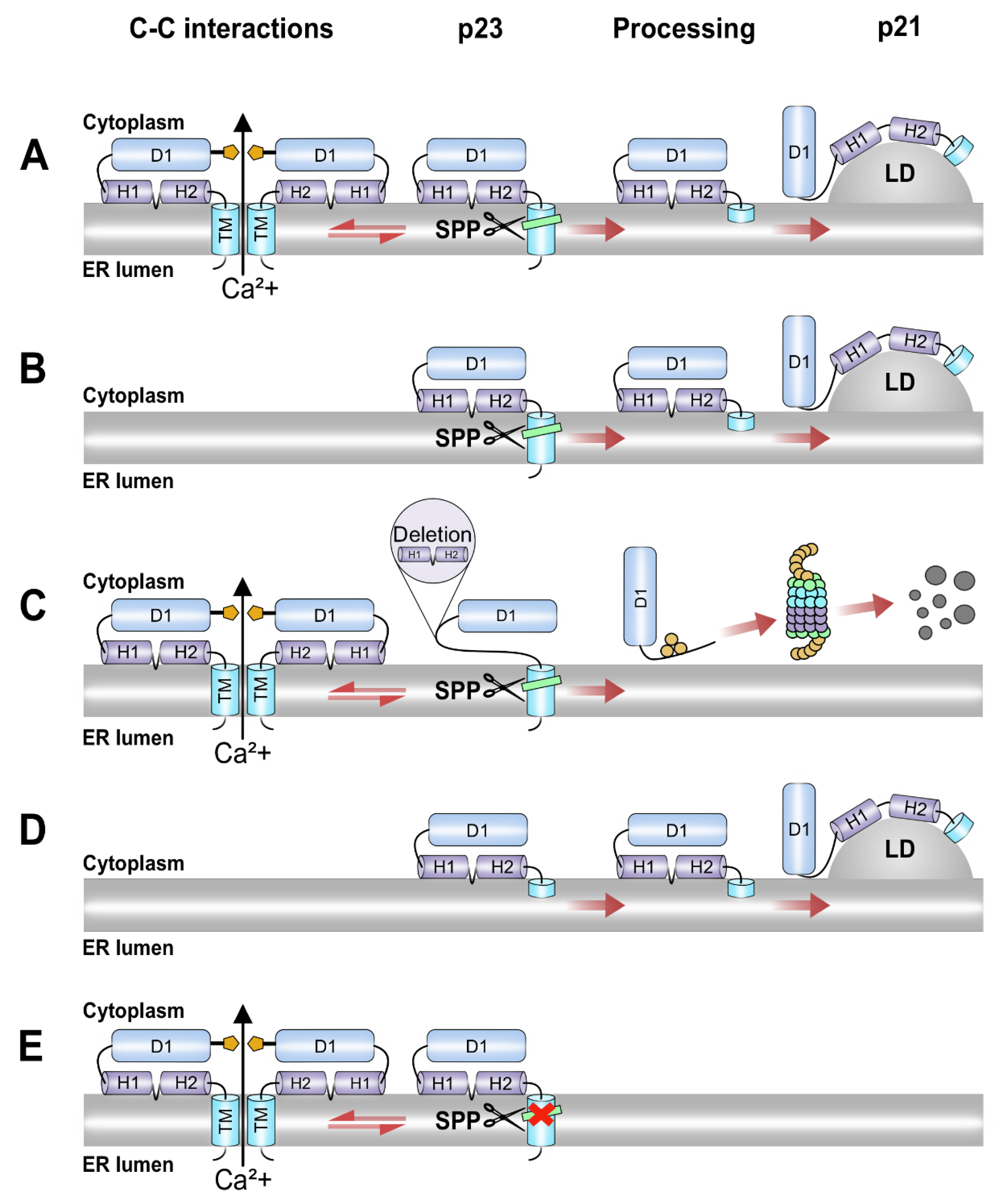 Viruses 14 00761 g006