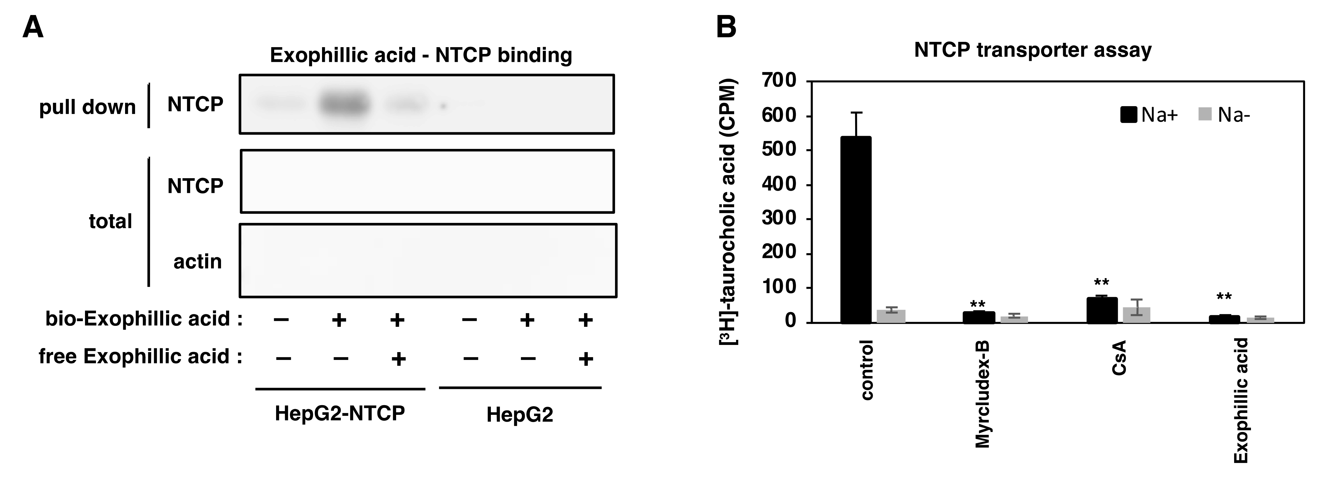Viruses 14 00764 g006