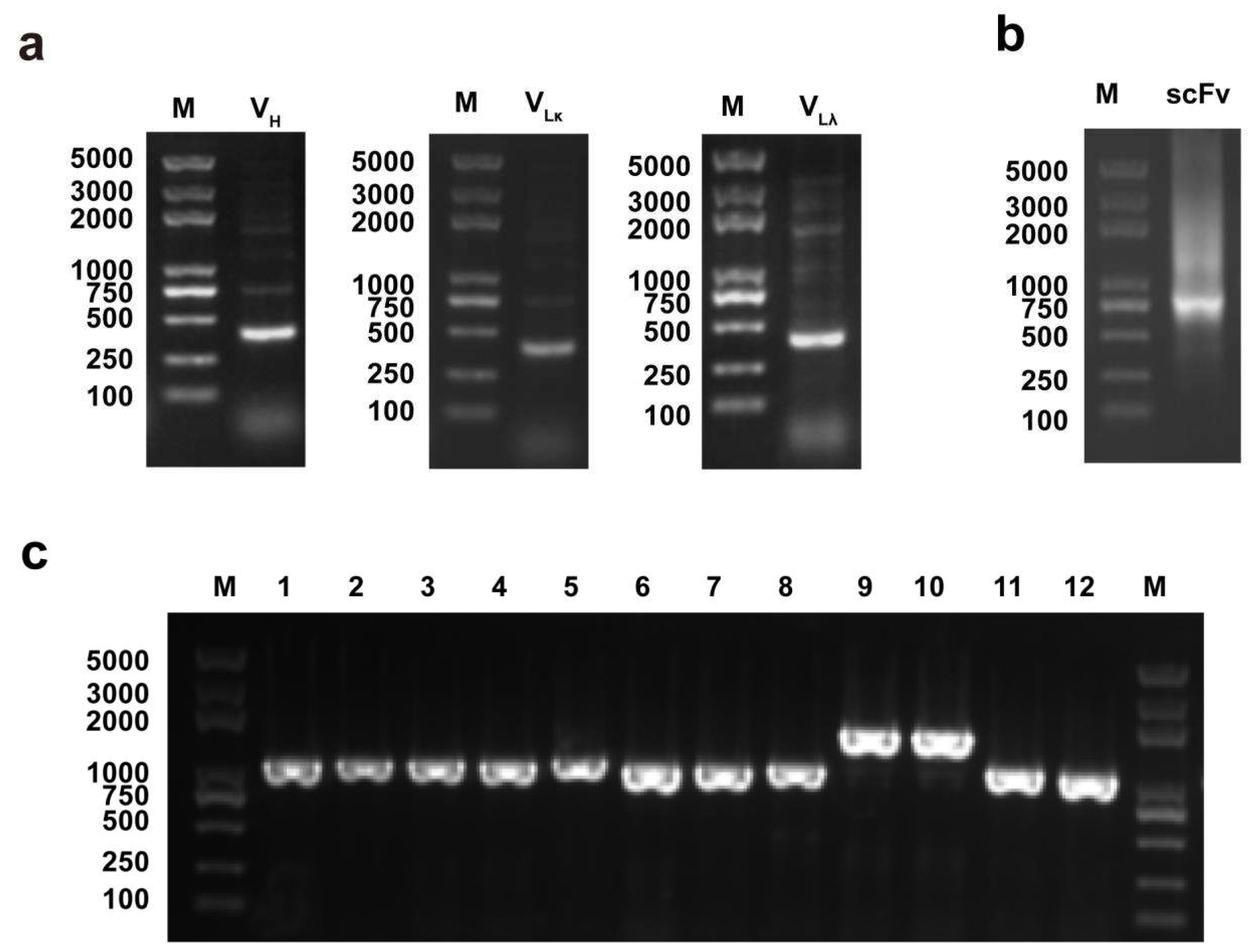 Viruses 14 00772 g001 Viruses 14 00772 g001