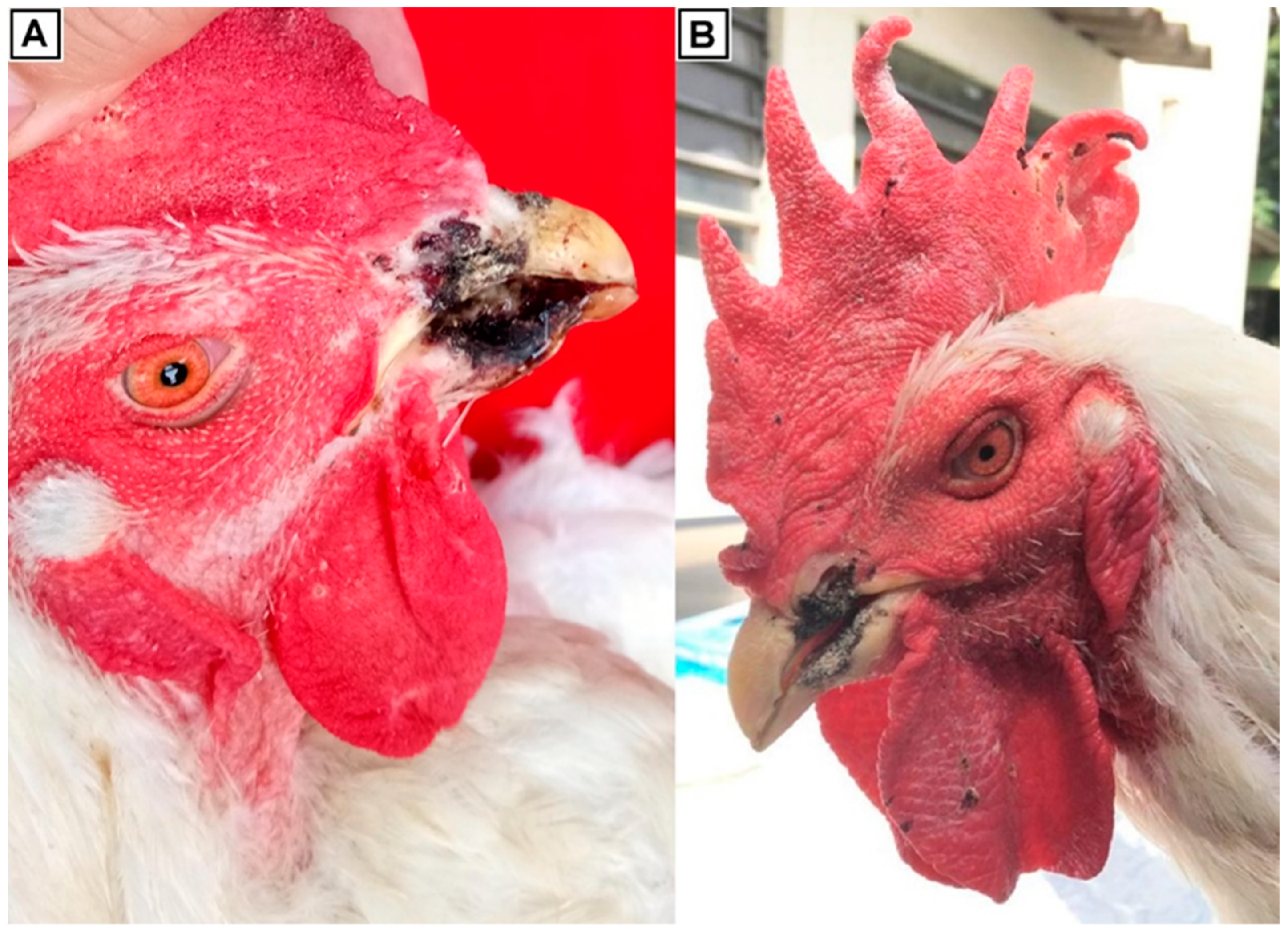 Viruses 14 00773 g001 Viruses 14 00773 g001