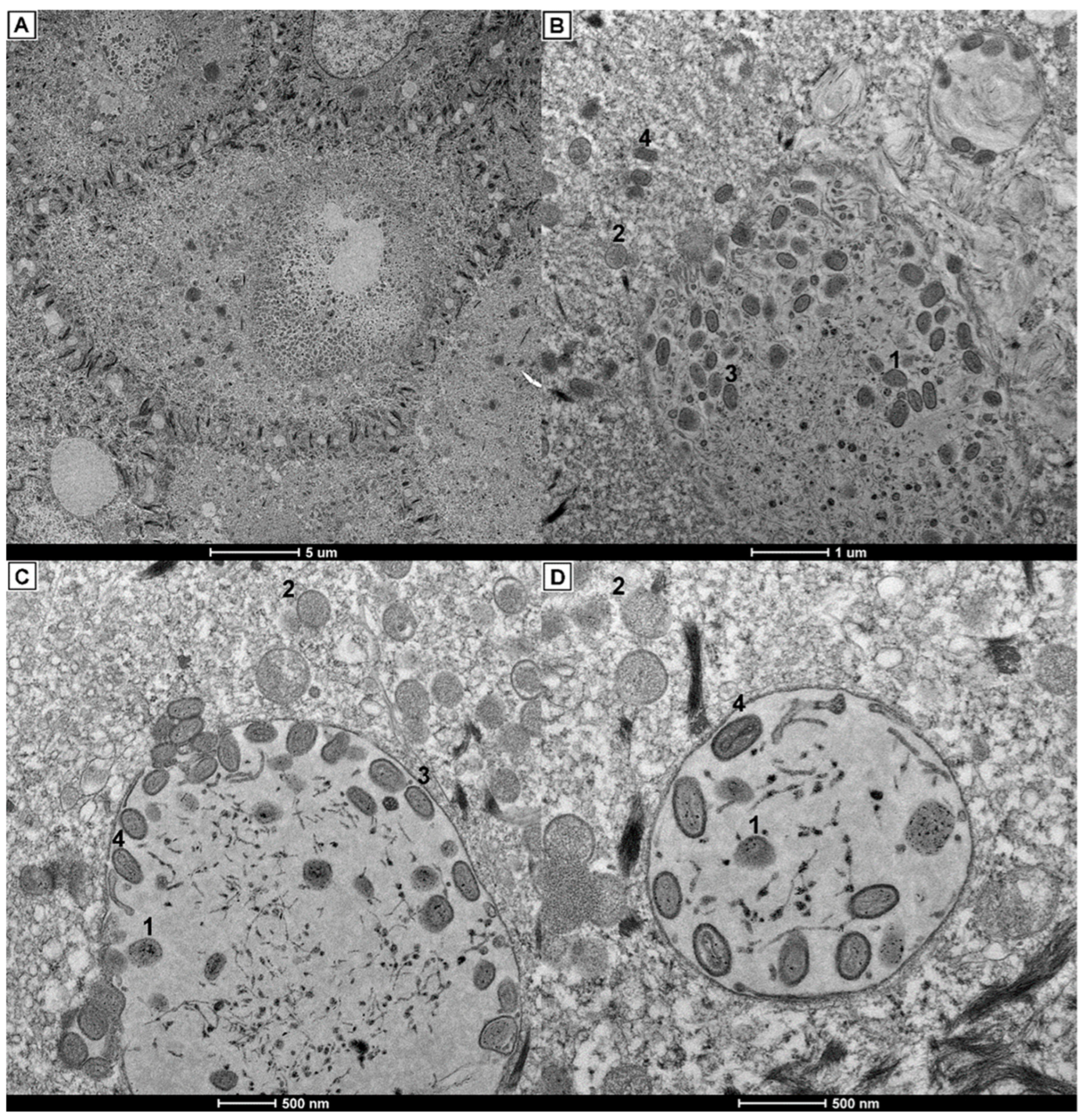 Viruses 14 00773 g007 Viruses 14 00773 g007