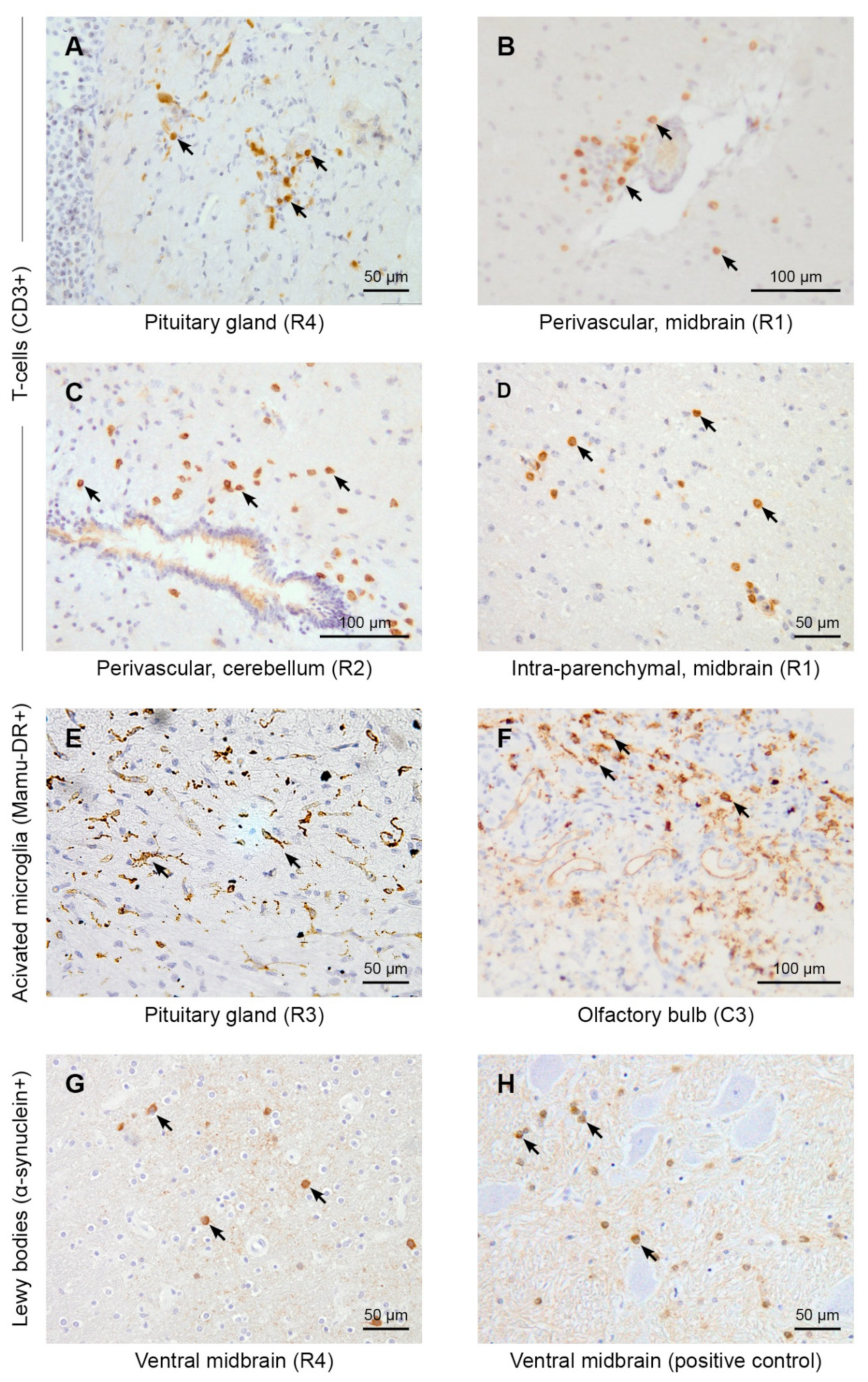 Viruses 14 00776 g004