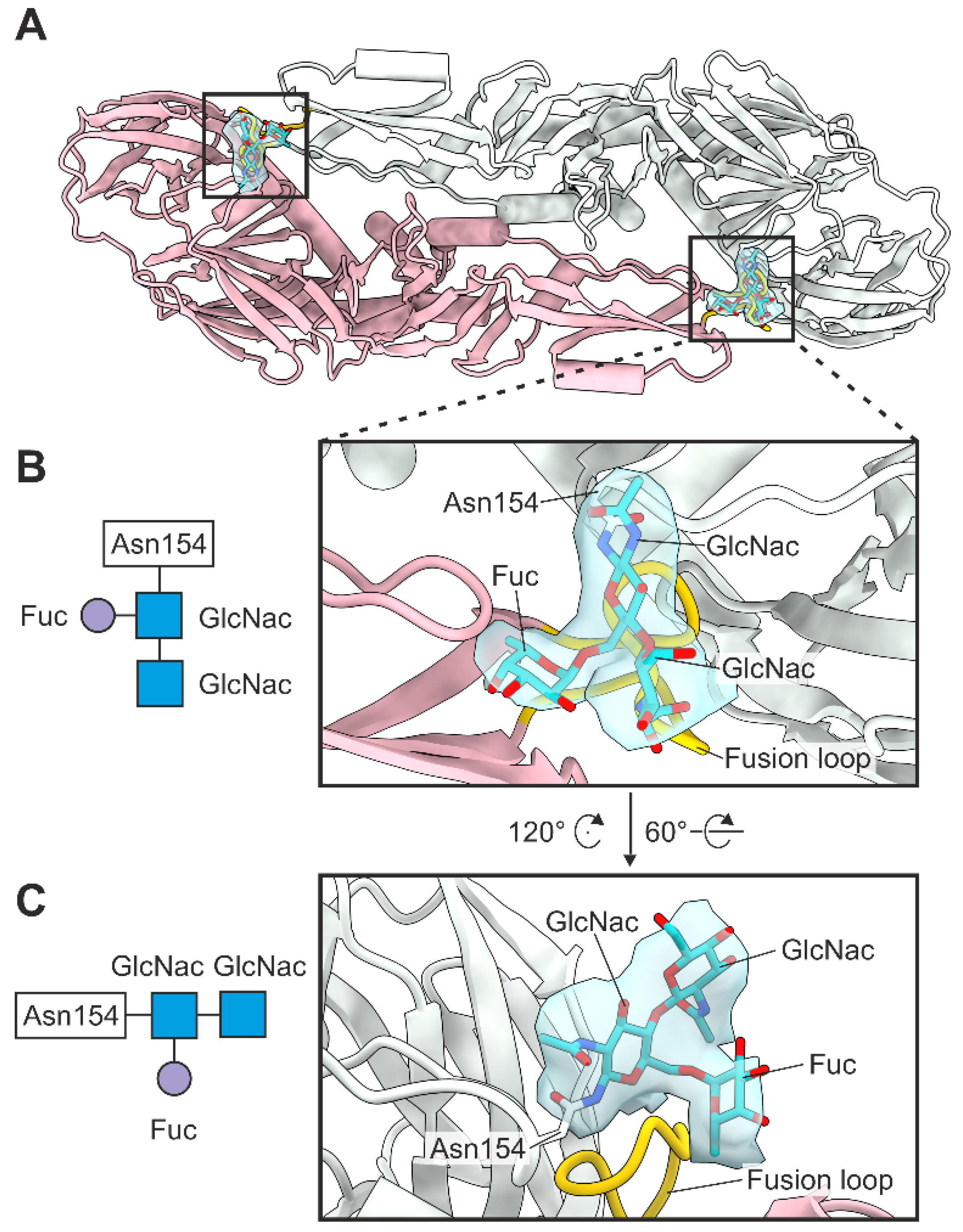 Viruses 14 00792 g006