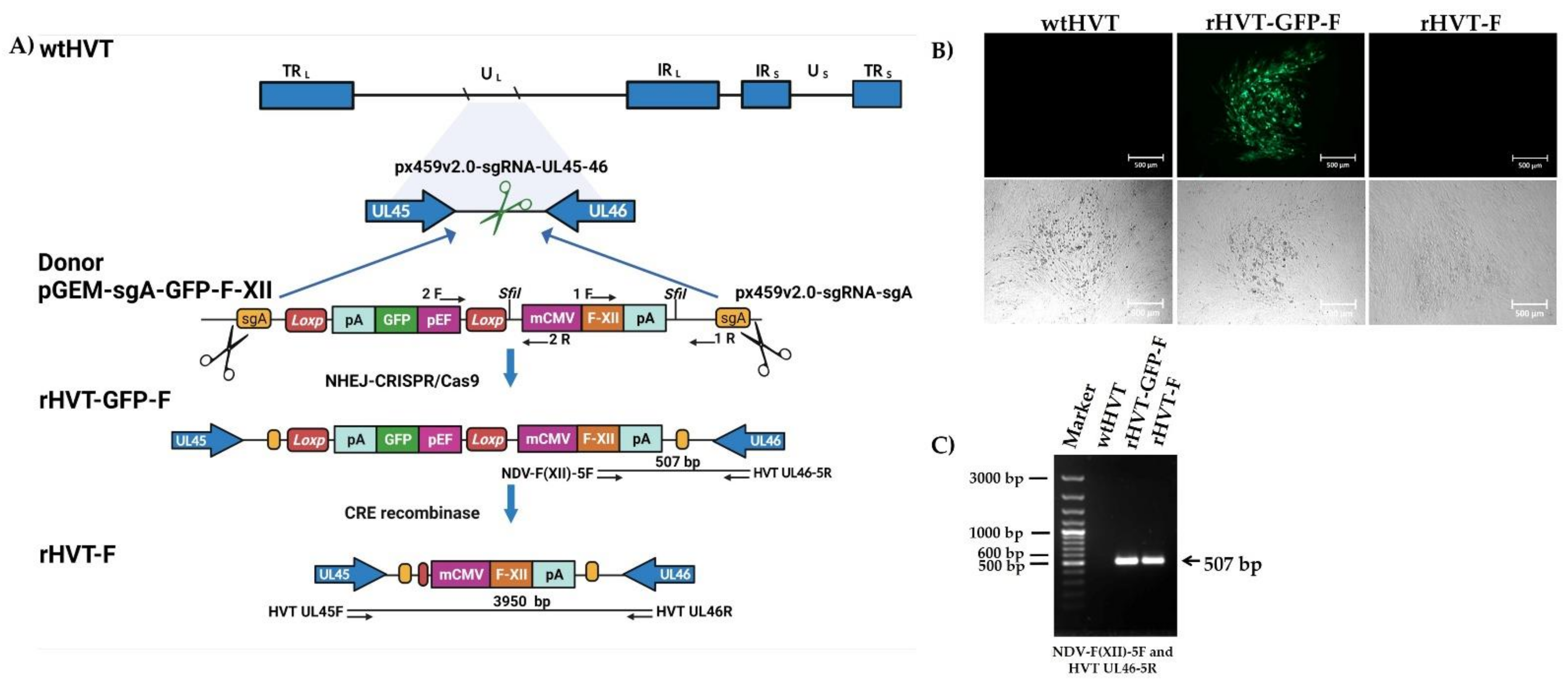Viruses 14 00793 g001