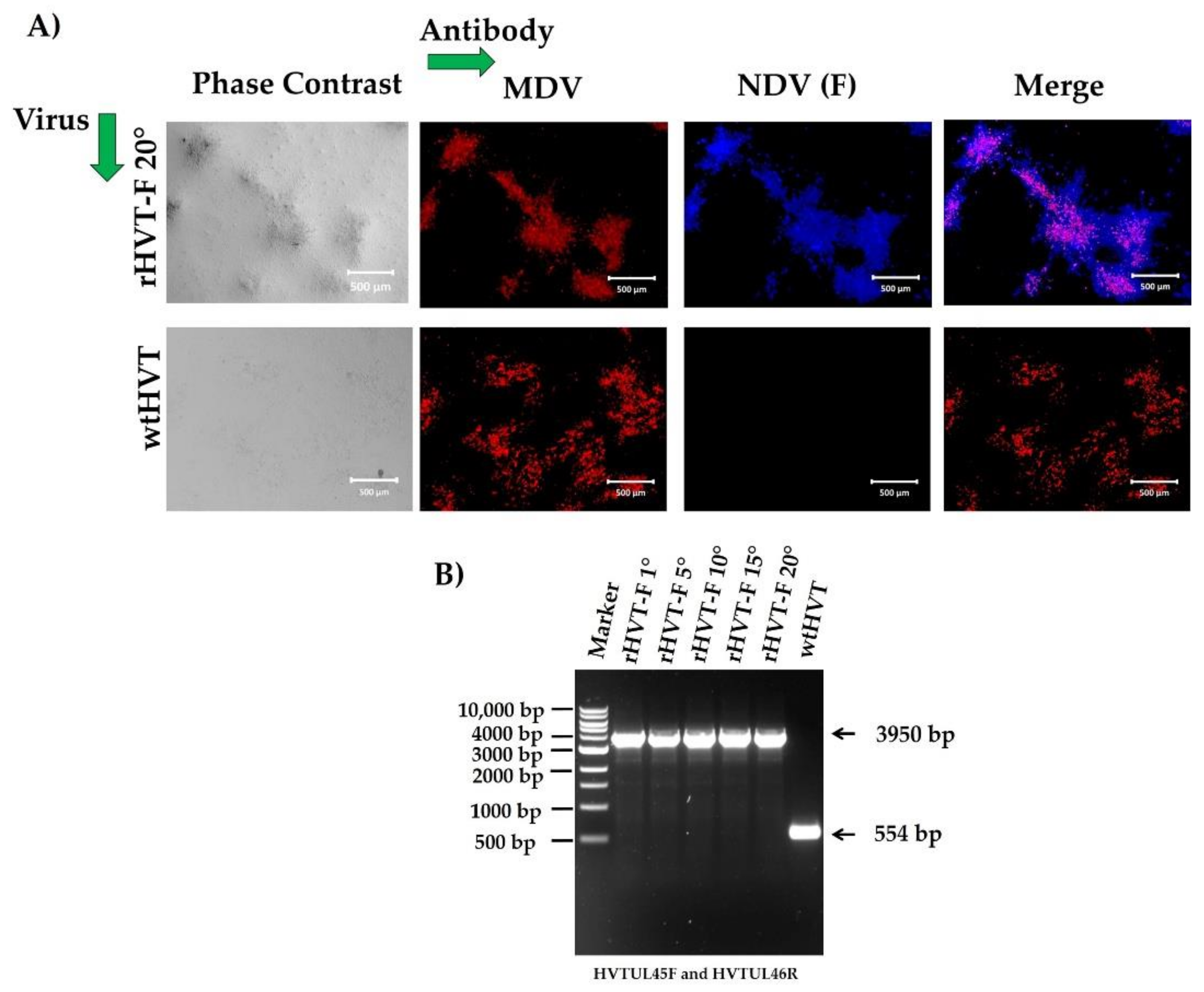 Viruses 14 00793 g004