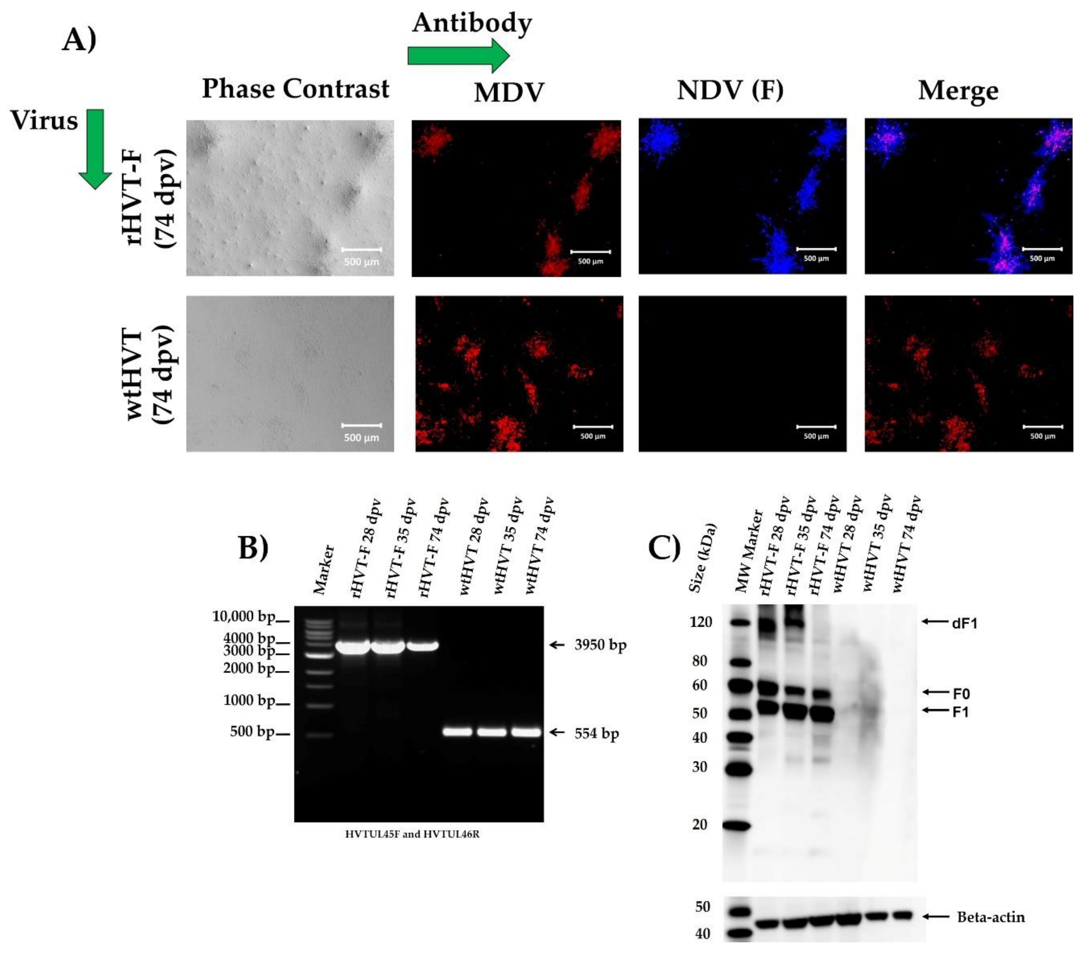 Viruses 14 00793 g006