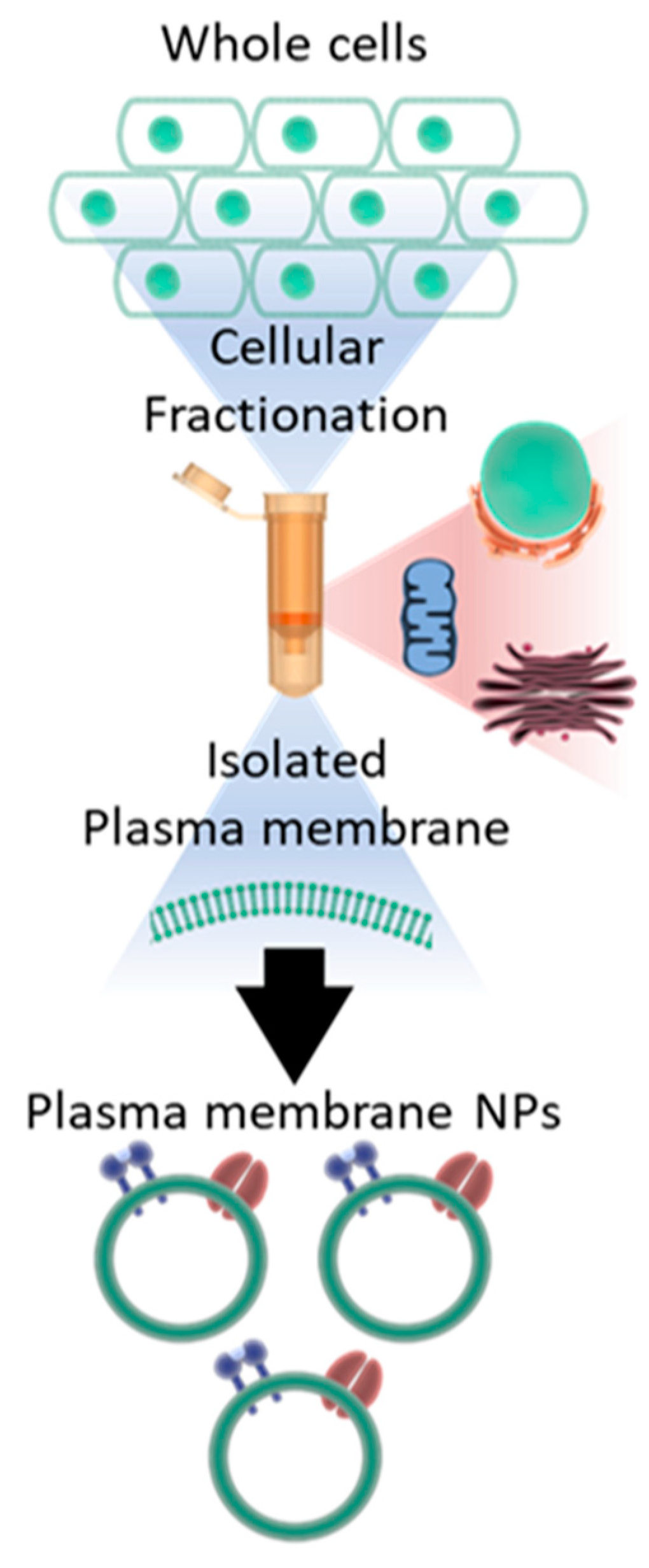Viruses 14 00799 g001 550
