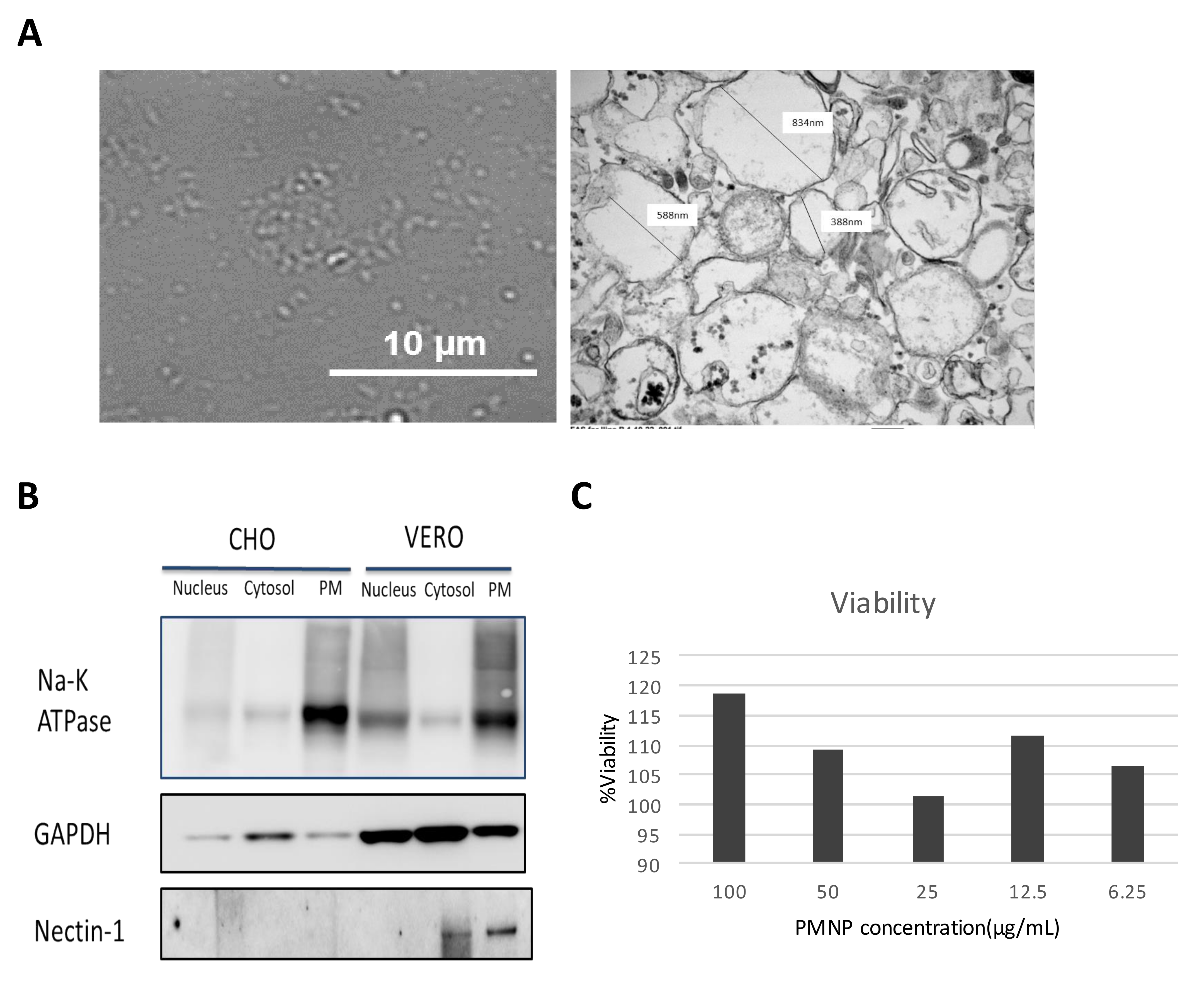 Viruses 14 00799 g002 550