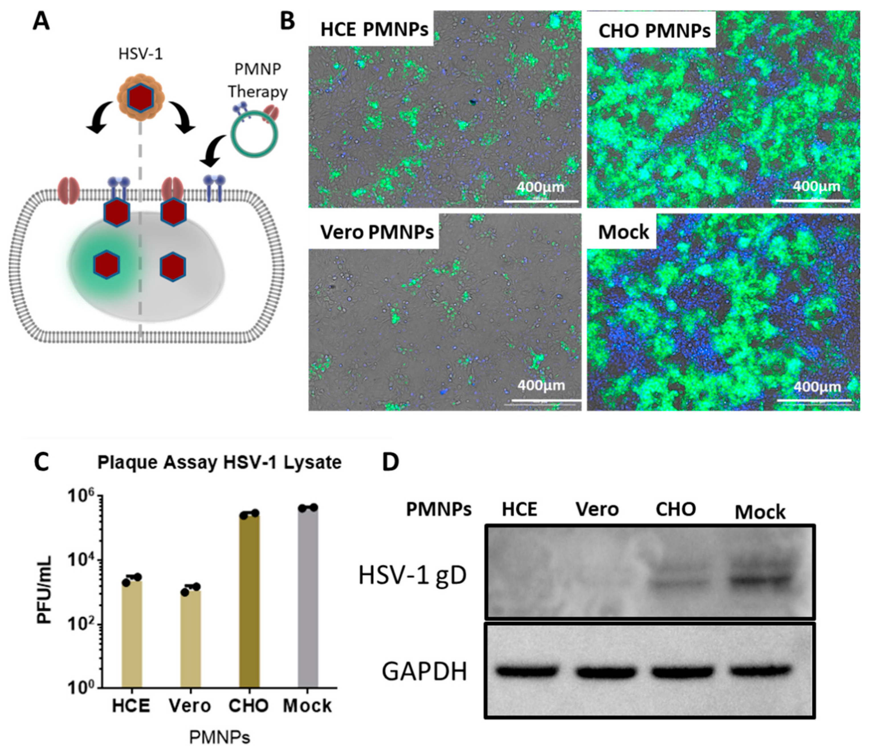Viruses 14 00799 g004 550
