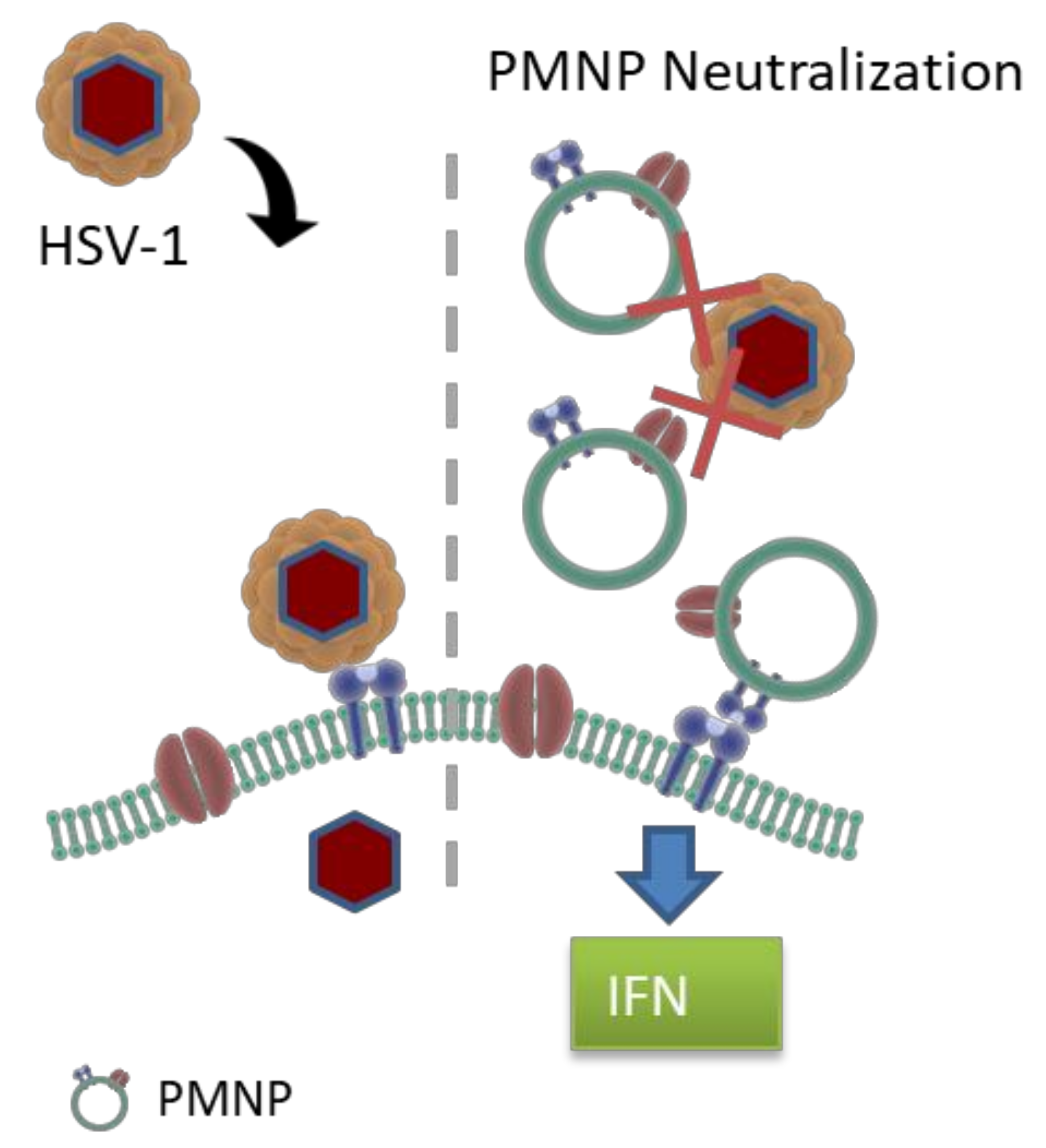 Viruses 14 00799 g007 550