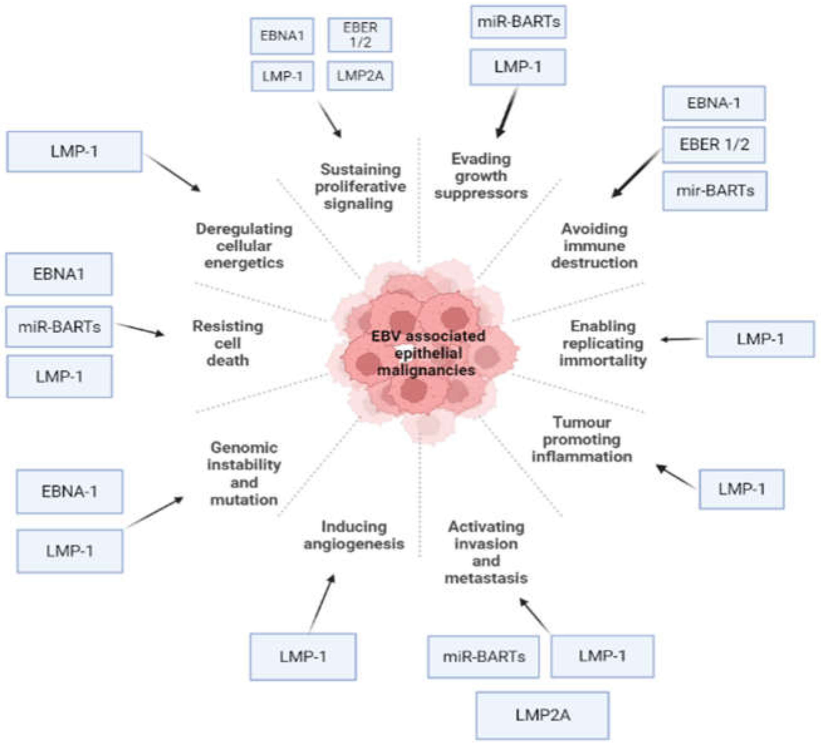 Viruses 14 00801 g002
