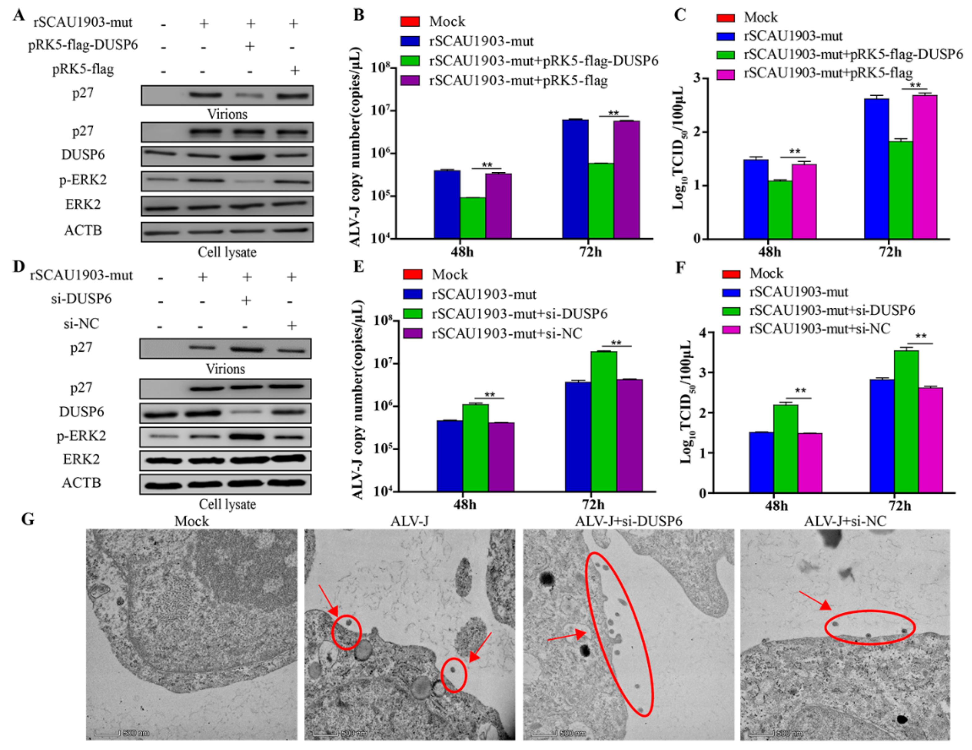 Viruses 14 00805 g005