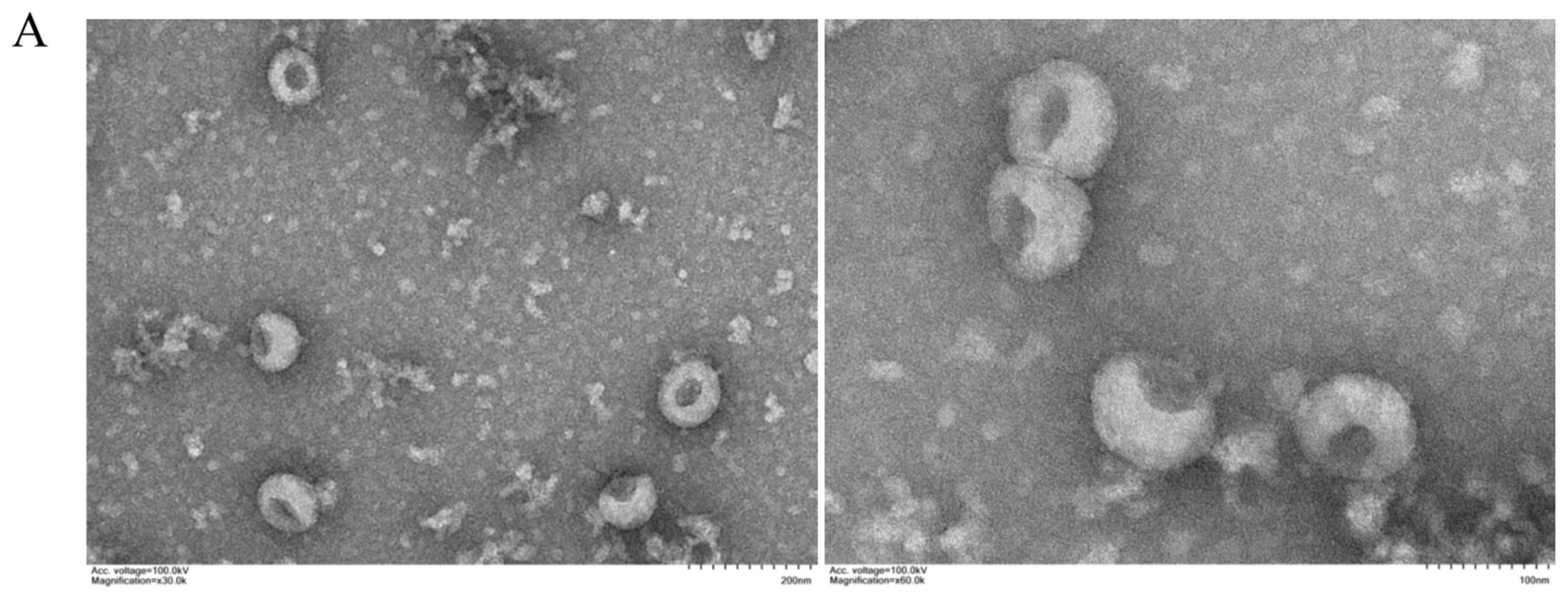 Viruses 14 00806 g001a