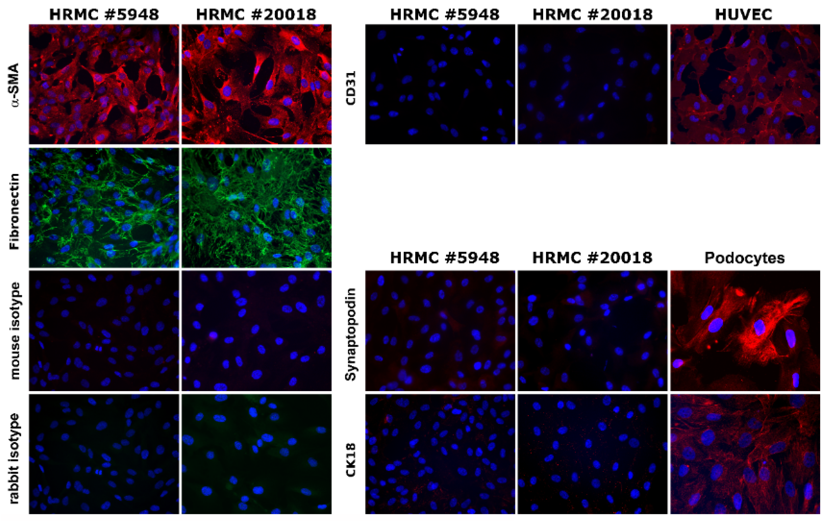 Viruses 14 00823 g001 550