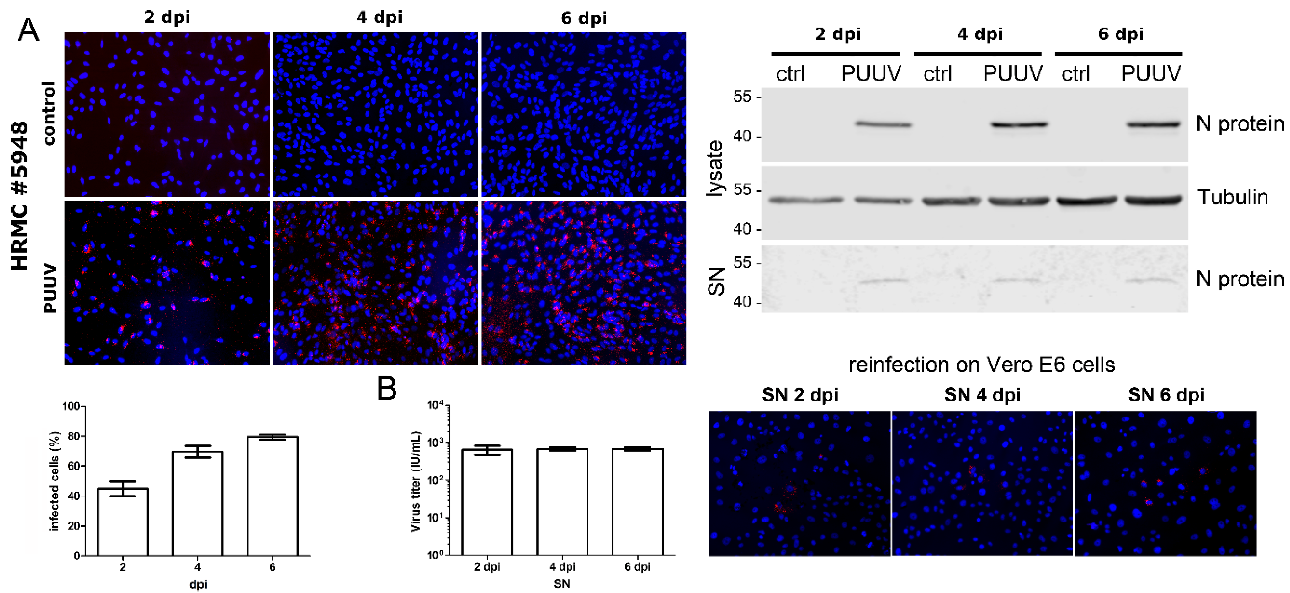 Viruses 14 00823 g002 550
