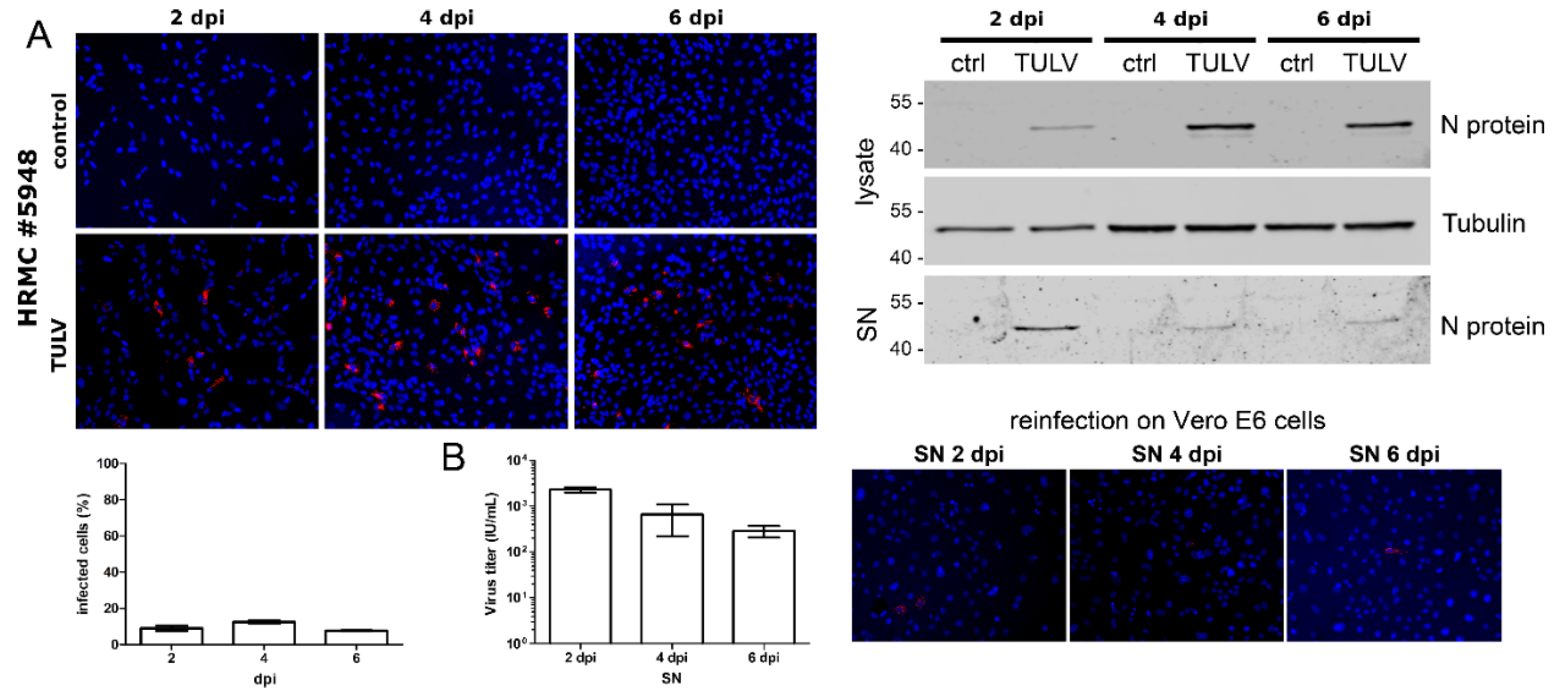 Viruses 14 00823 g003 550