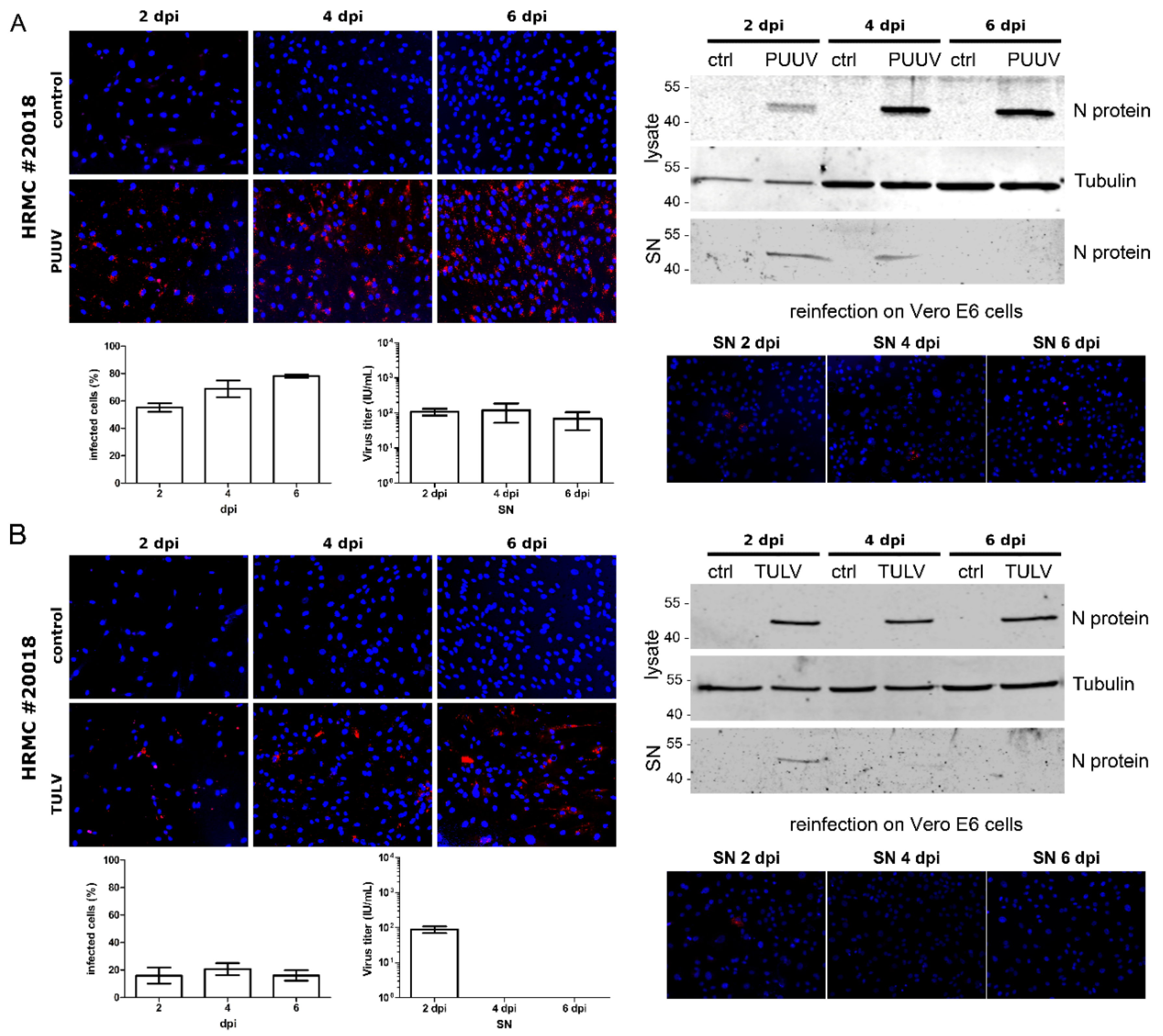 Viruses 14 00823 g004 550