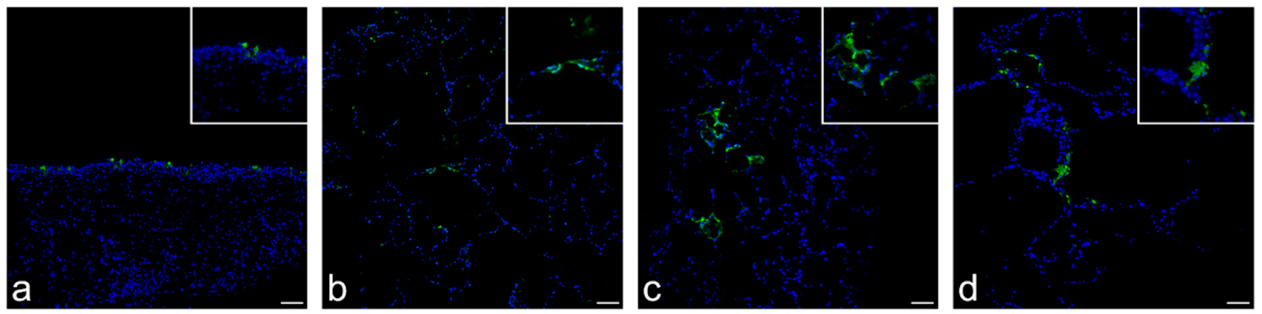 Viruses 14 00828 g003 550