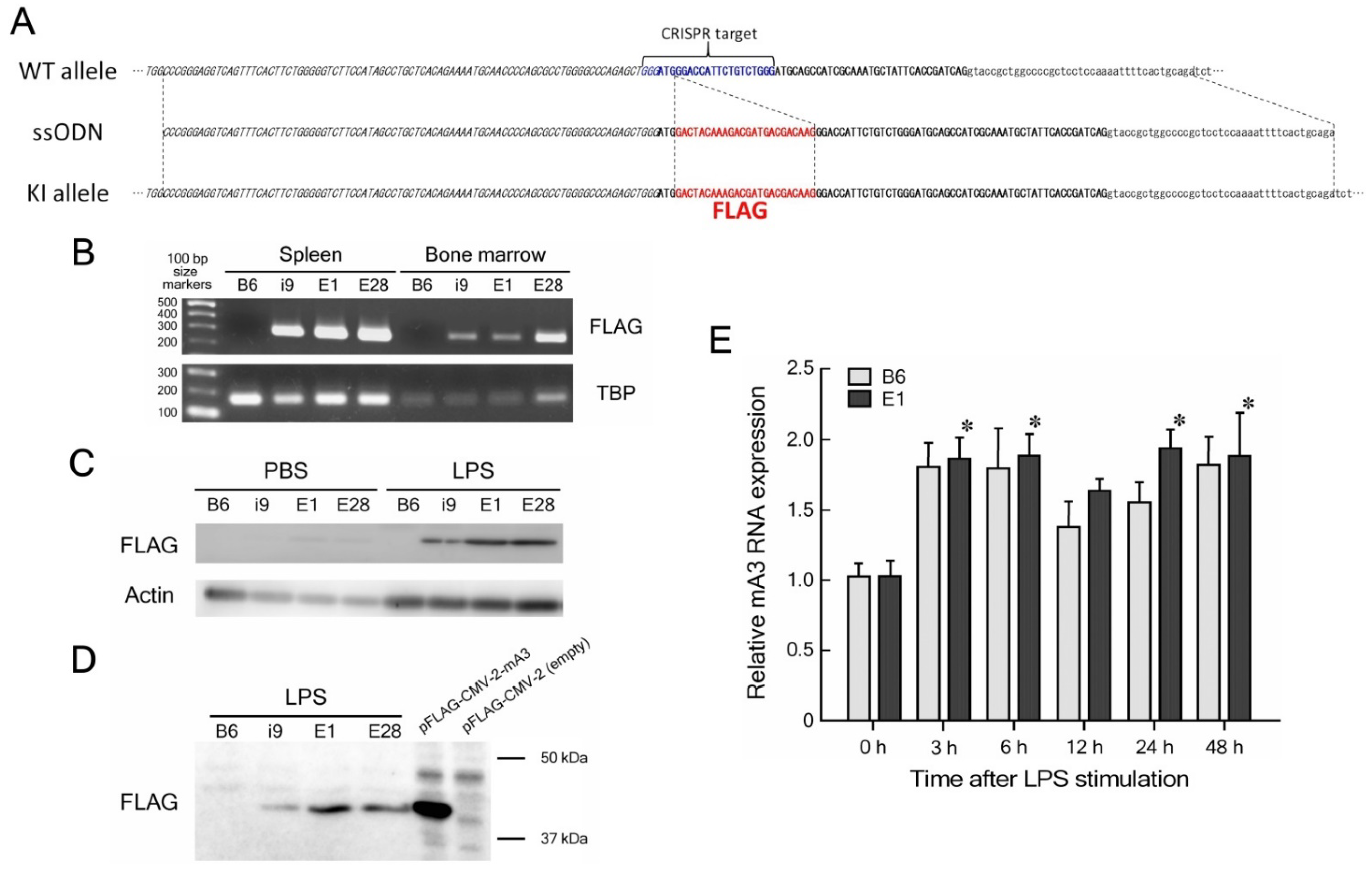 Viruses 14 00832 g001 550