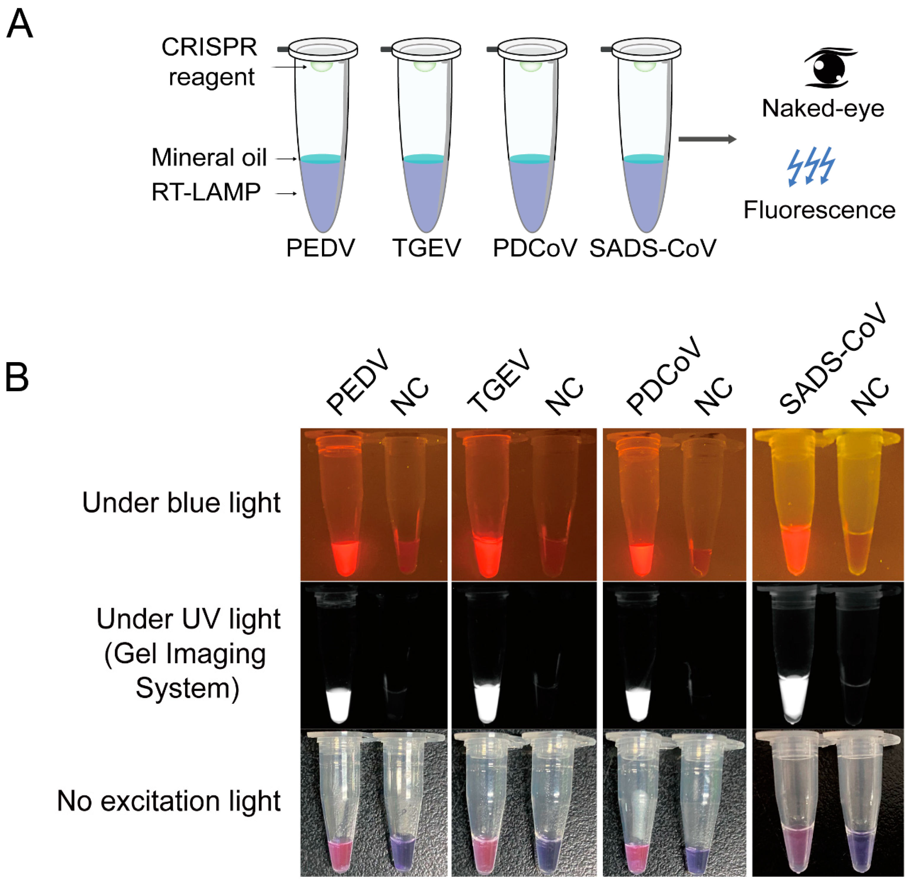 Viruses 14 00833 g004 550