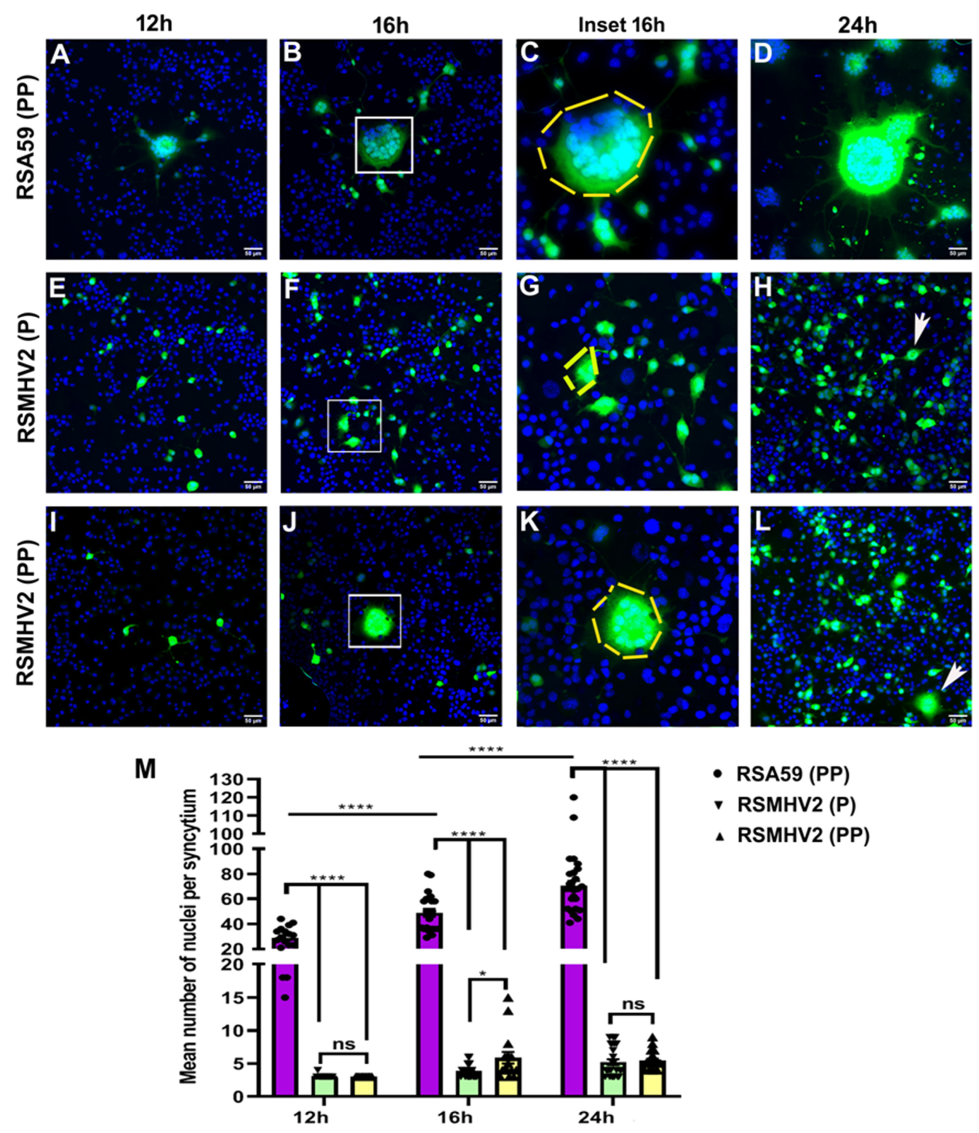 Viruses 14 00834 g003