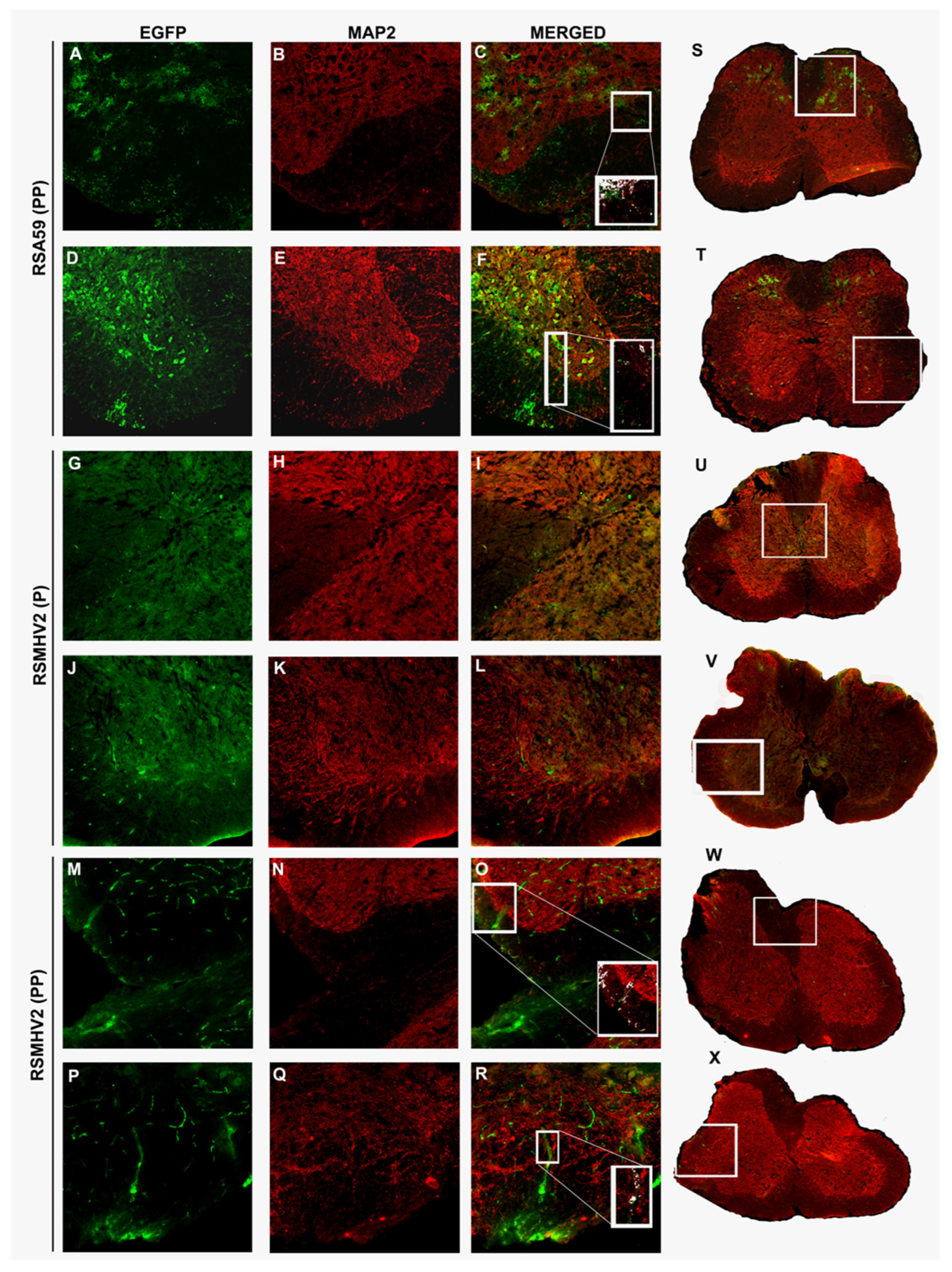 Viruses 14 00834 g008