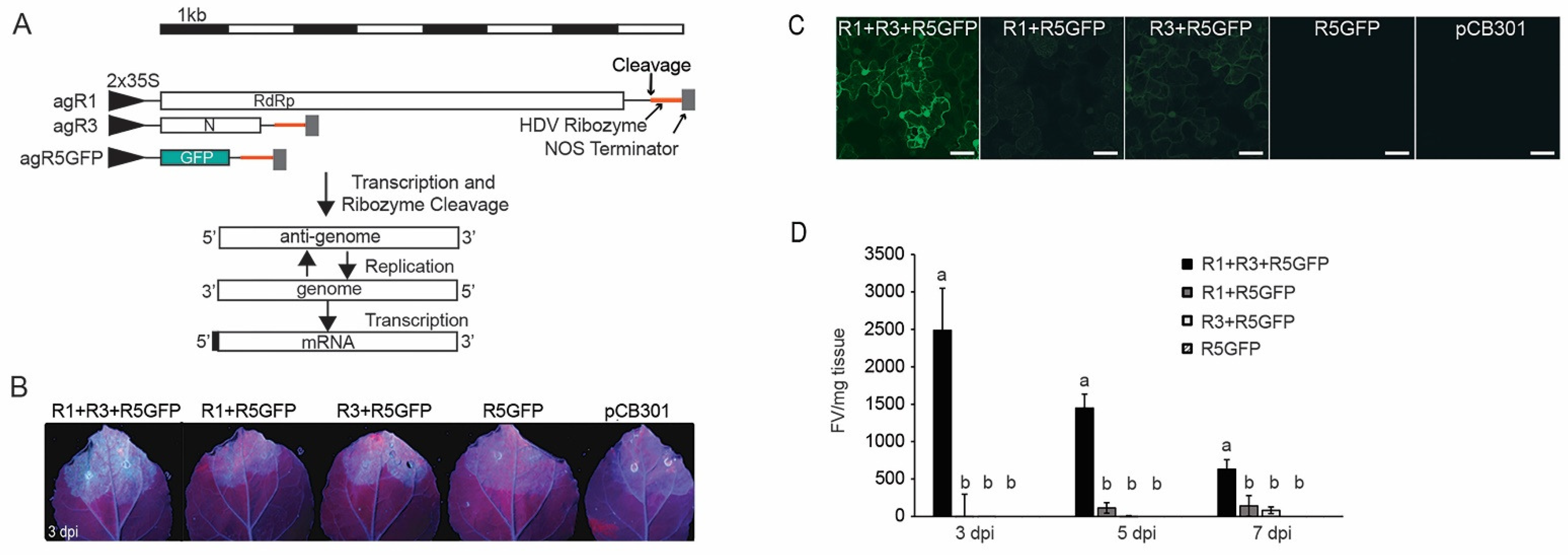 Viruses 14 00836 g001