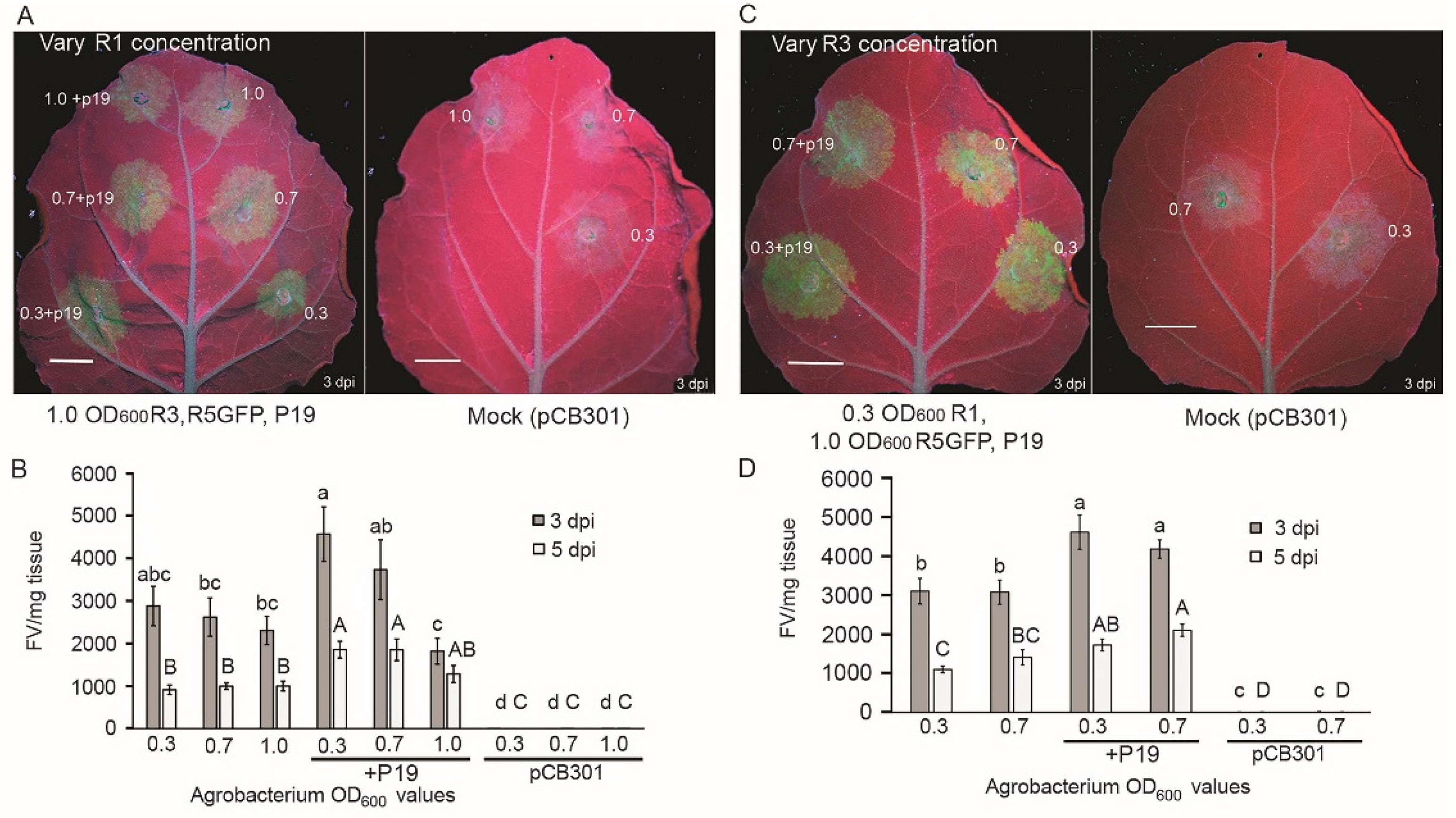 Viruses 14 00836 g002