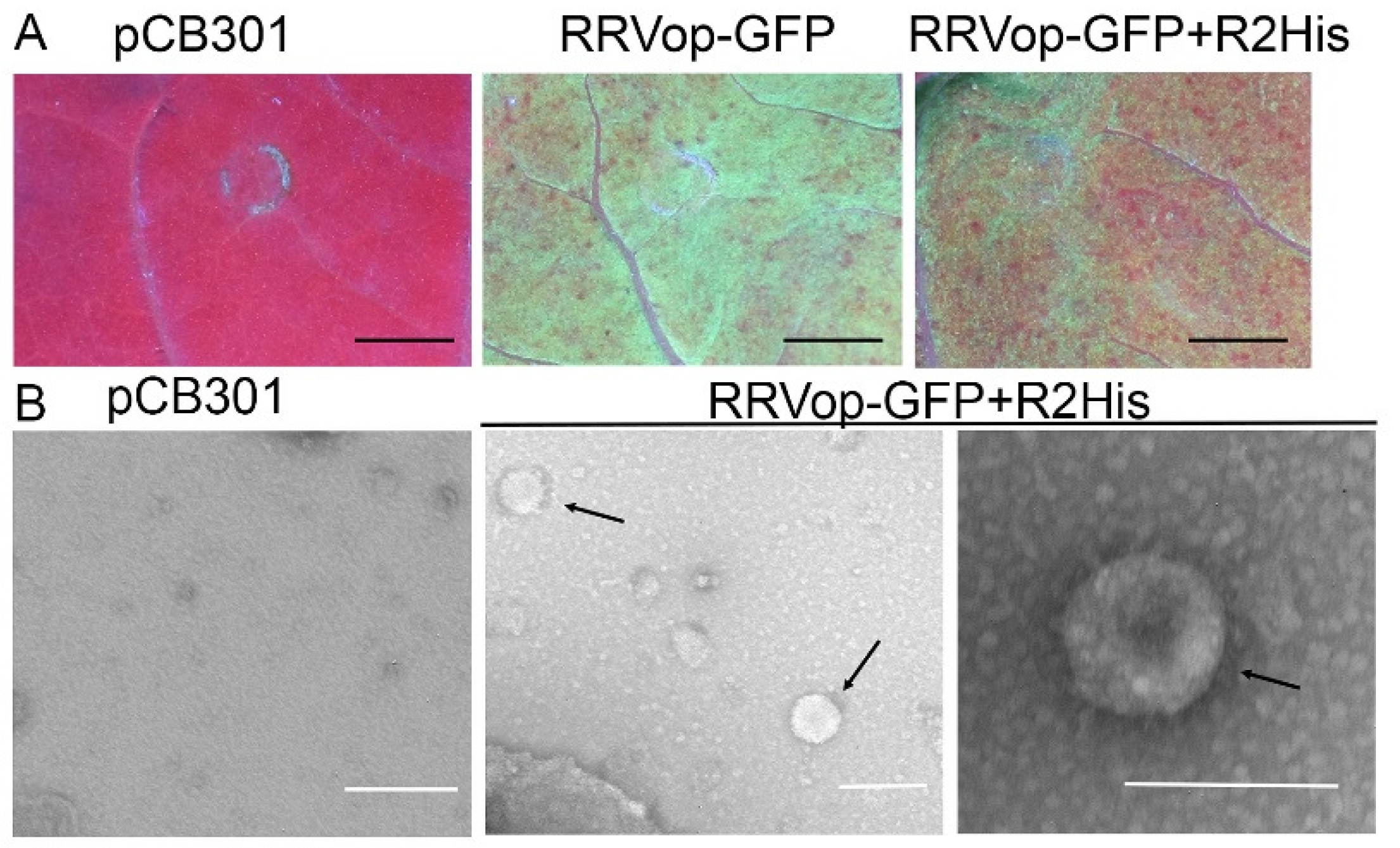 Viruses 14 00836 g006