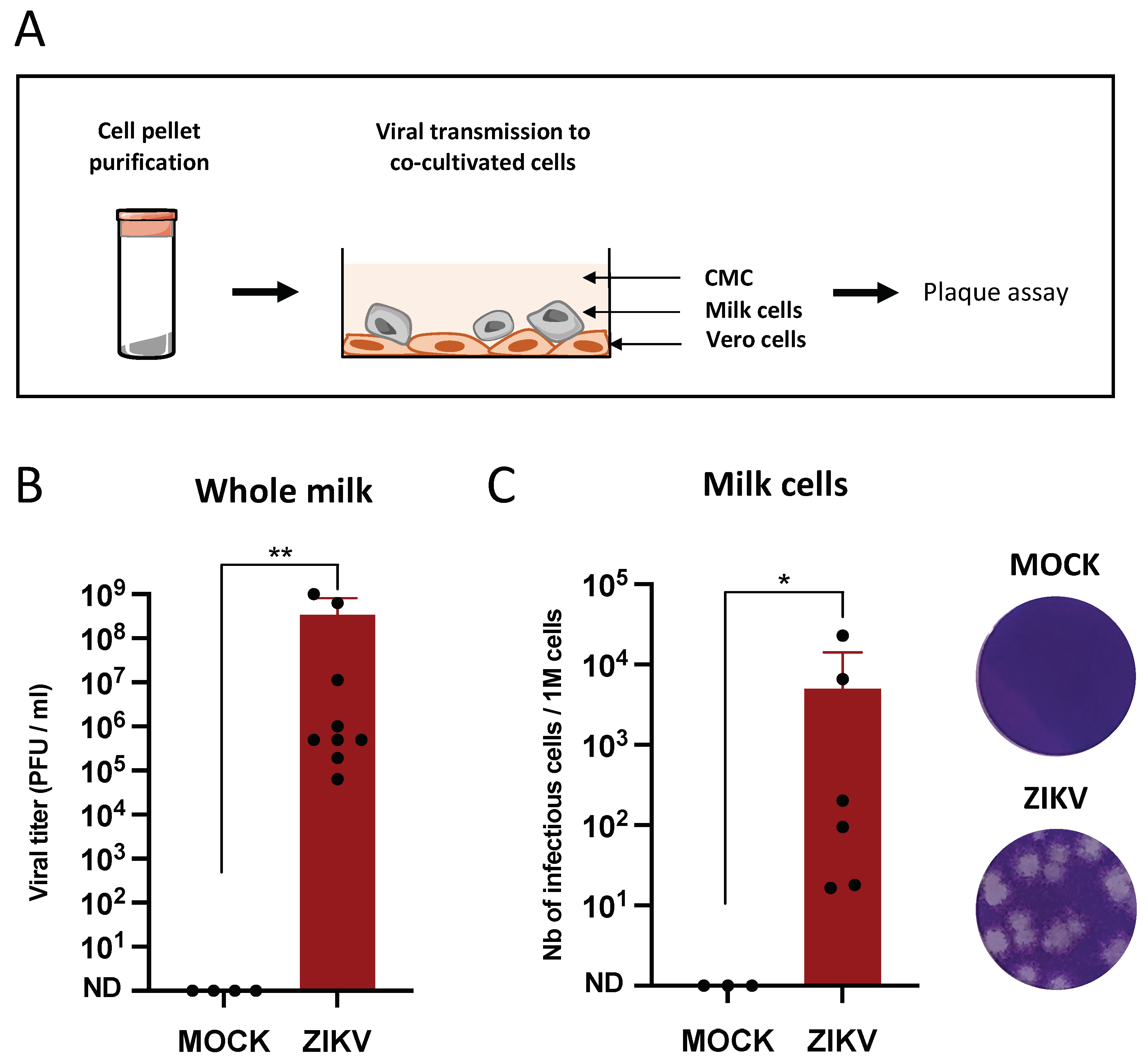 Viruses 14 00851 g004 550