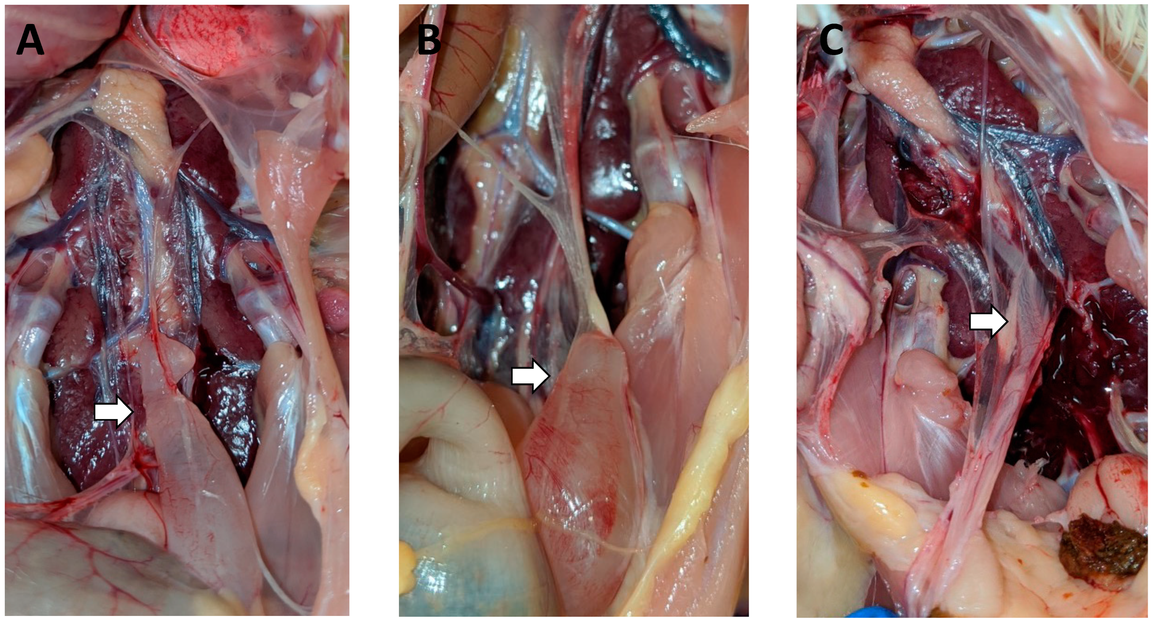 Viruses 14 00852 g002 550