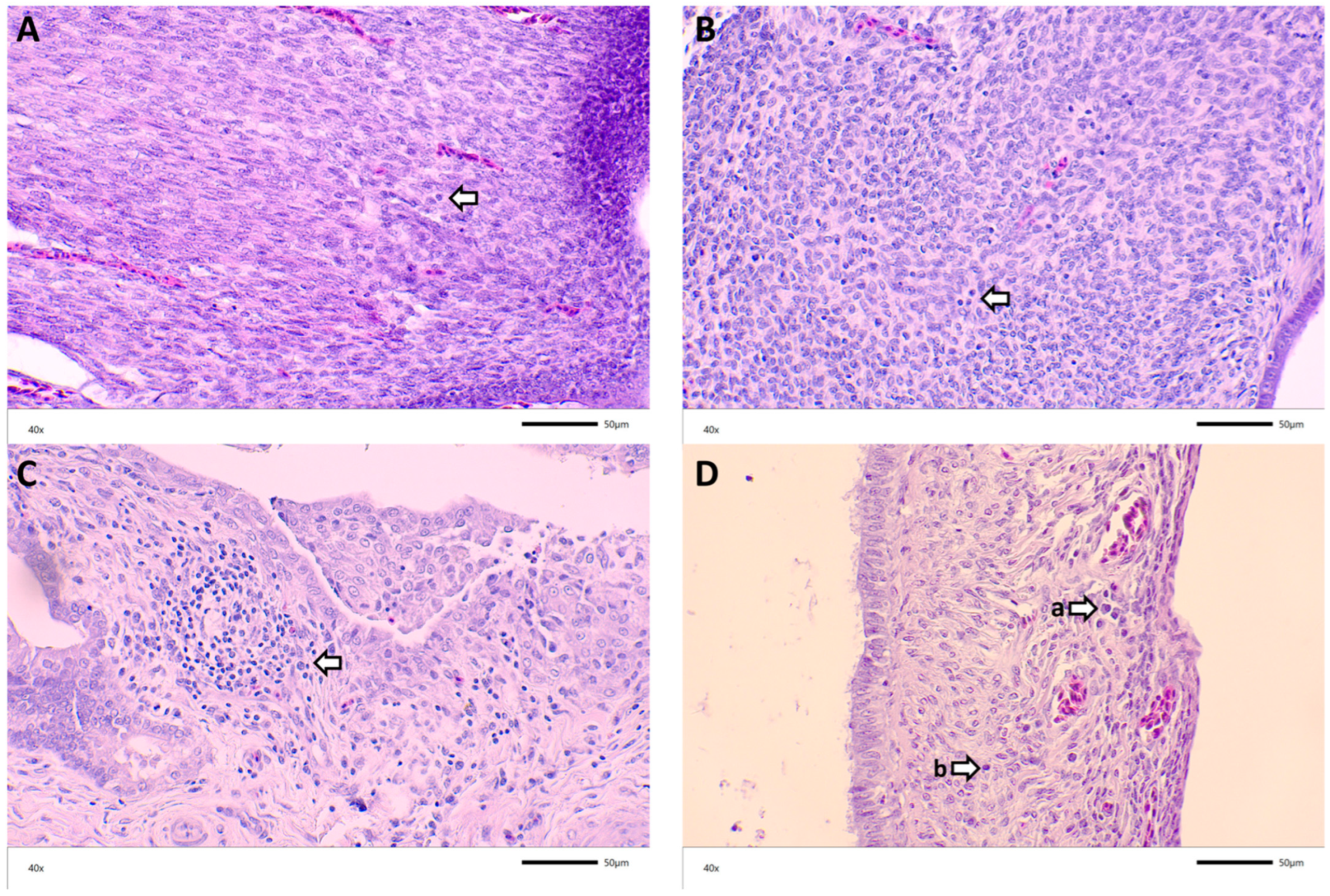 Viruses 14 00852 g004 550