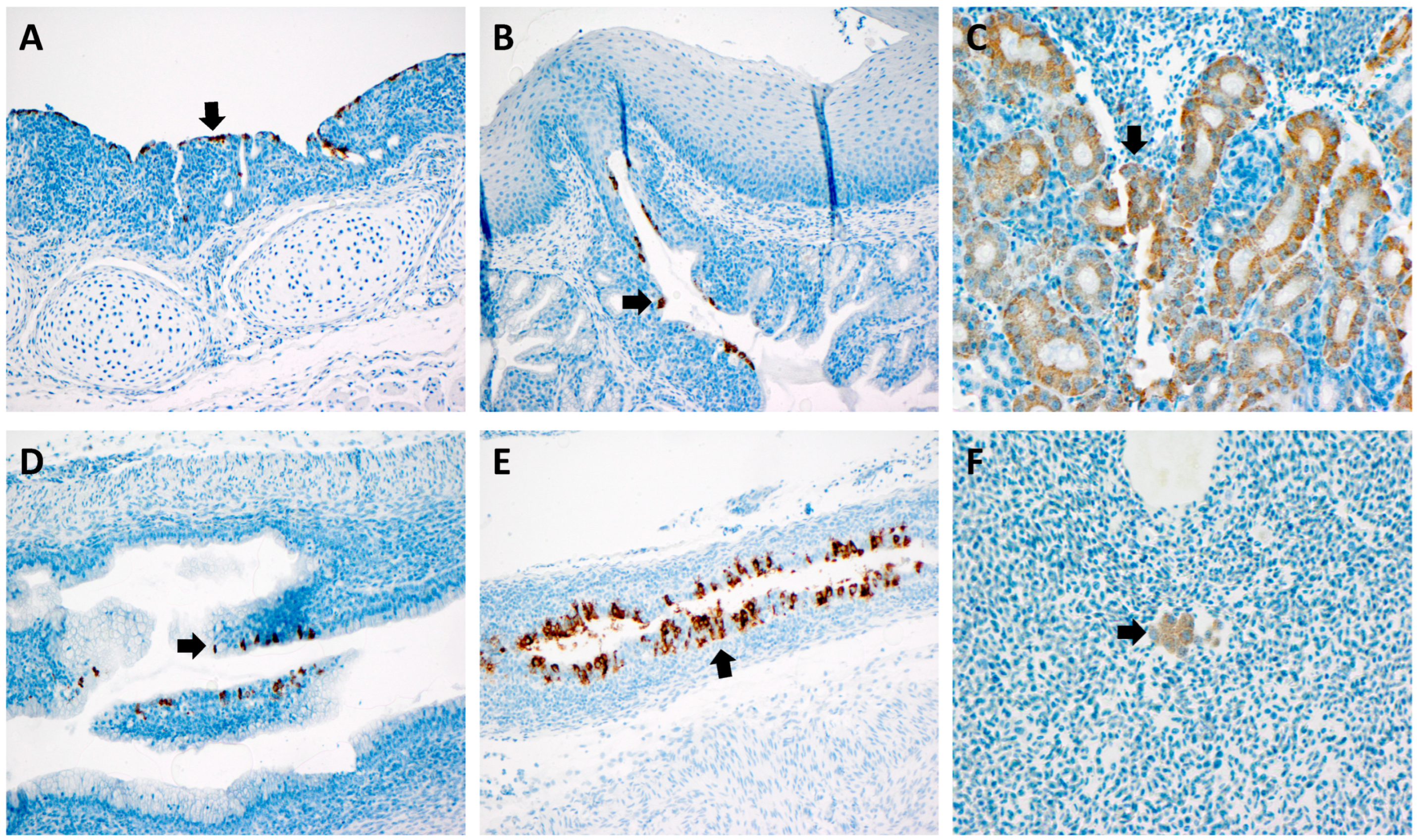 Viruses 14 00852 g005 550