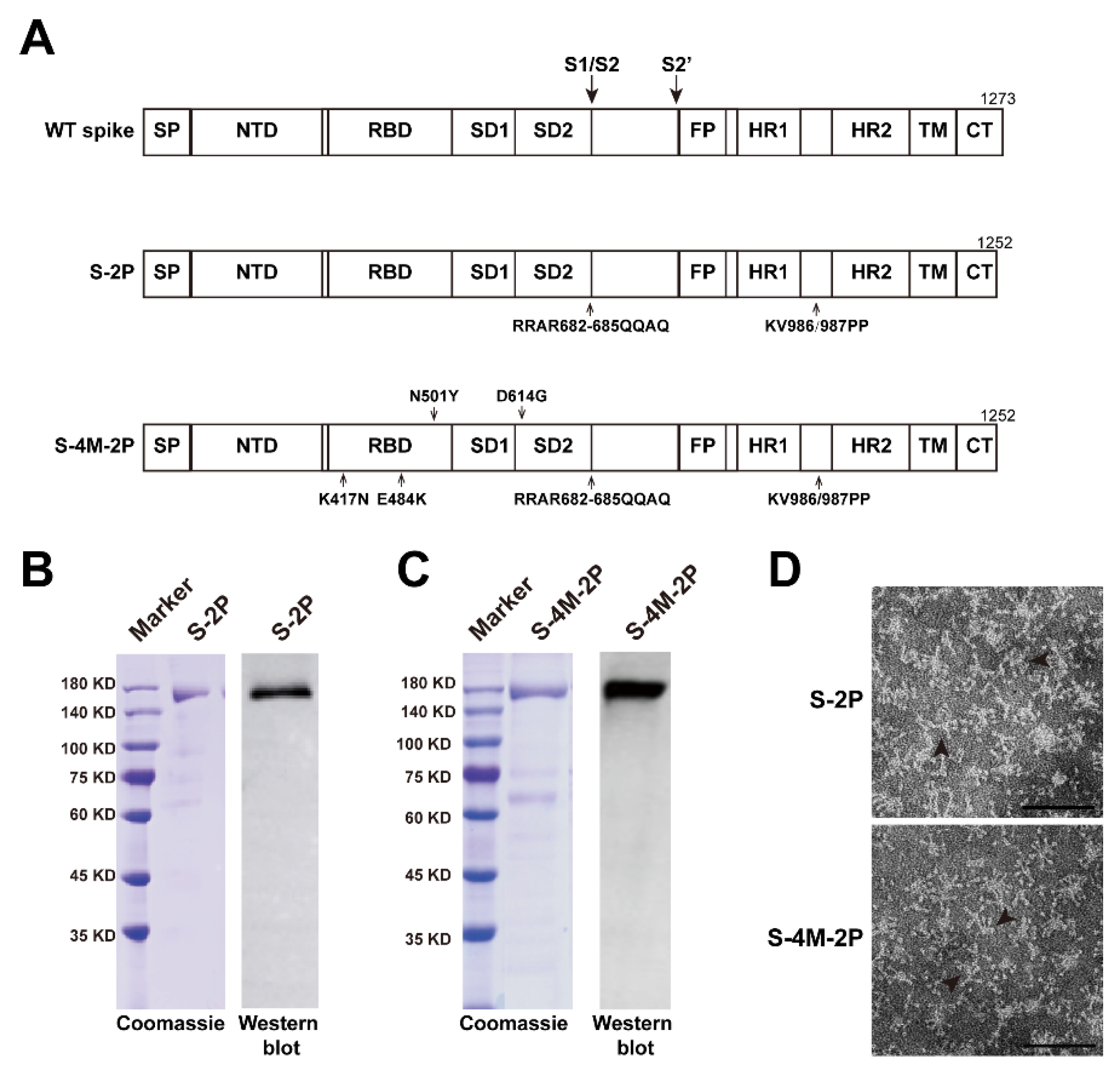 Viruses 14 00854 g001 550