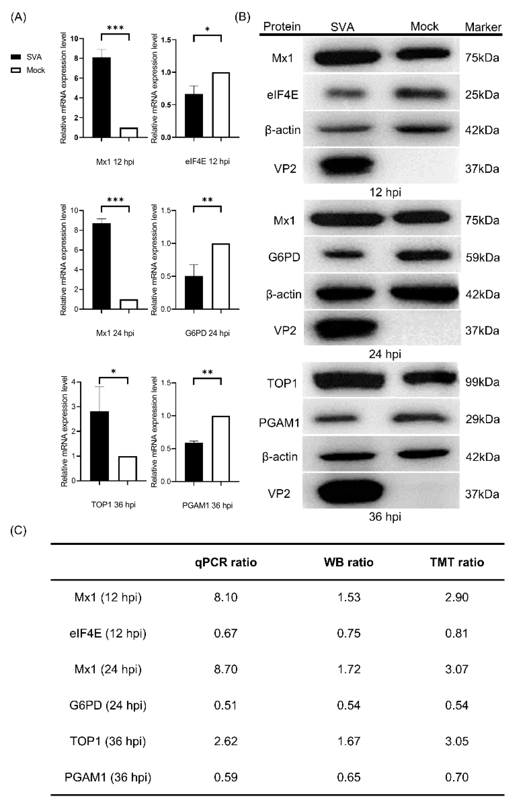 Viruses 14 00863 g002