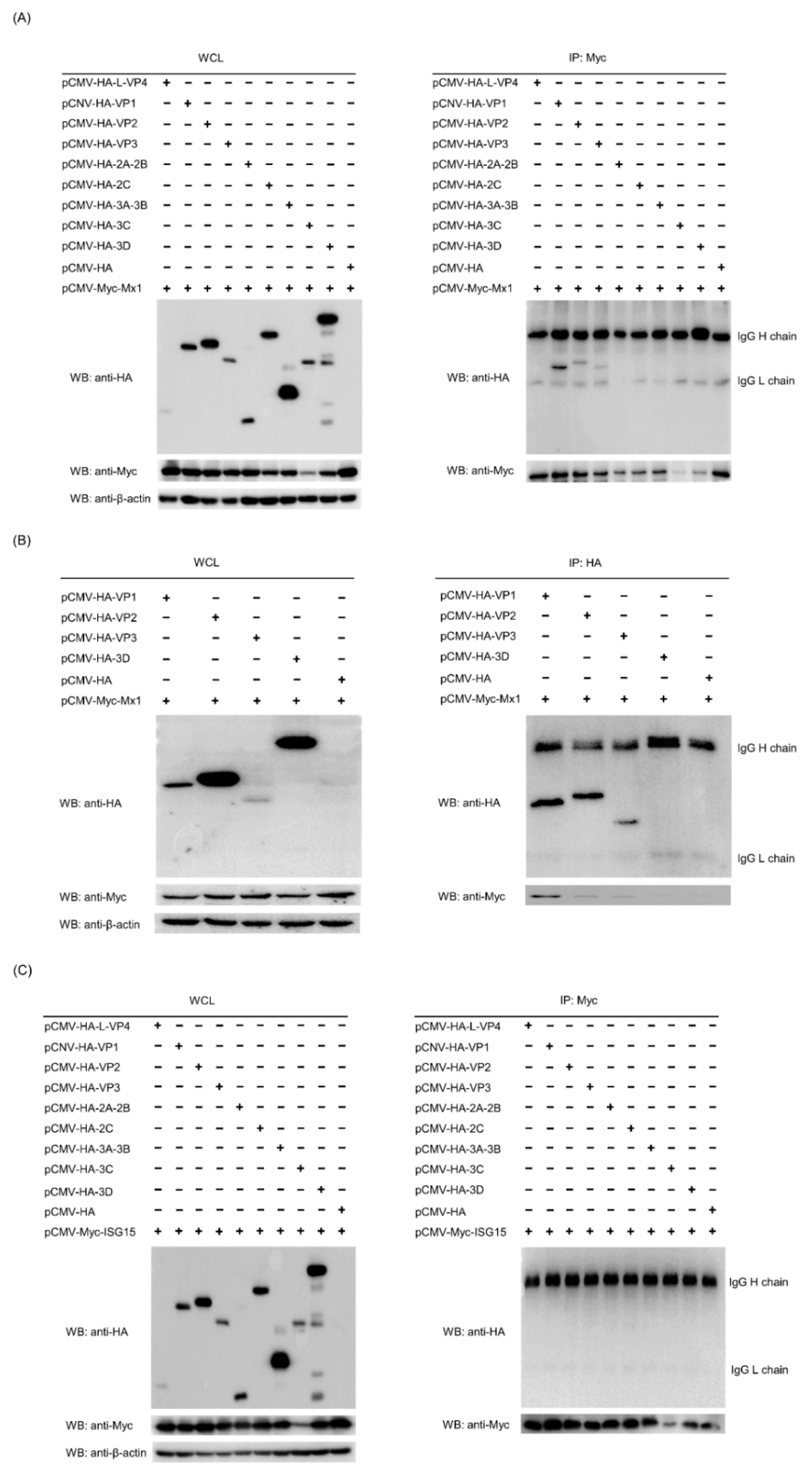 Viruses 14 00863 g008