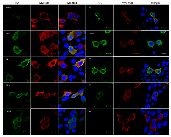 Comparative Proteomic Analysis Reveals Mx1 Inhibits