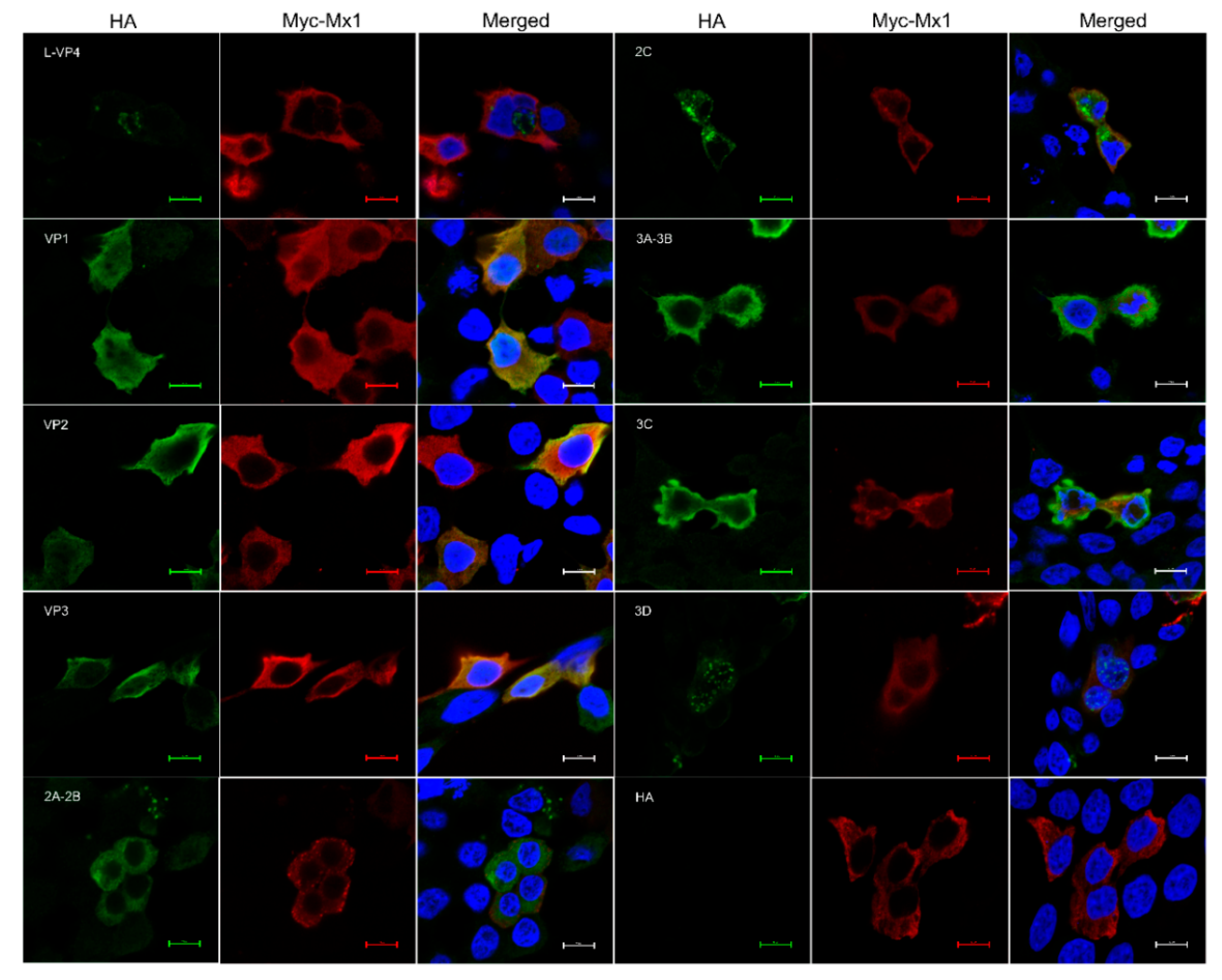 Viruses 14 00863 g009