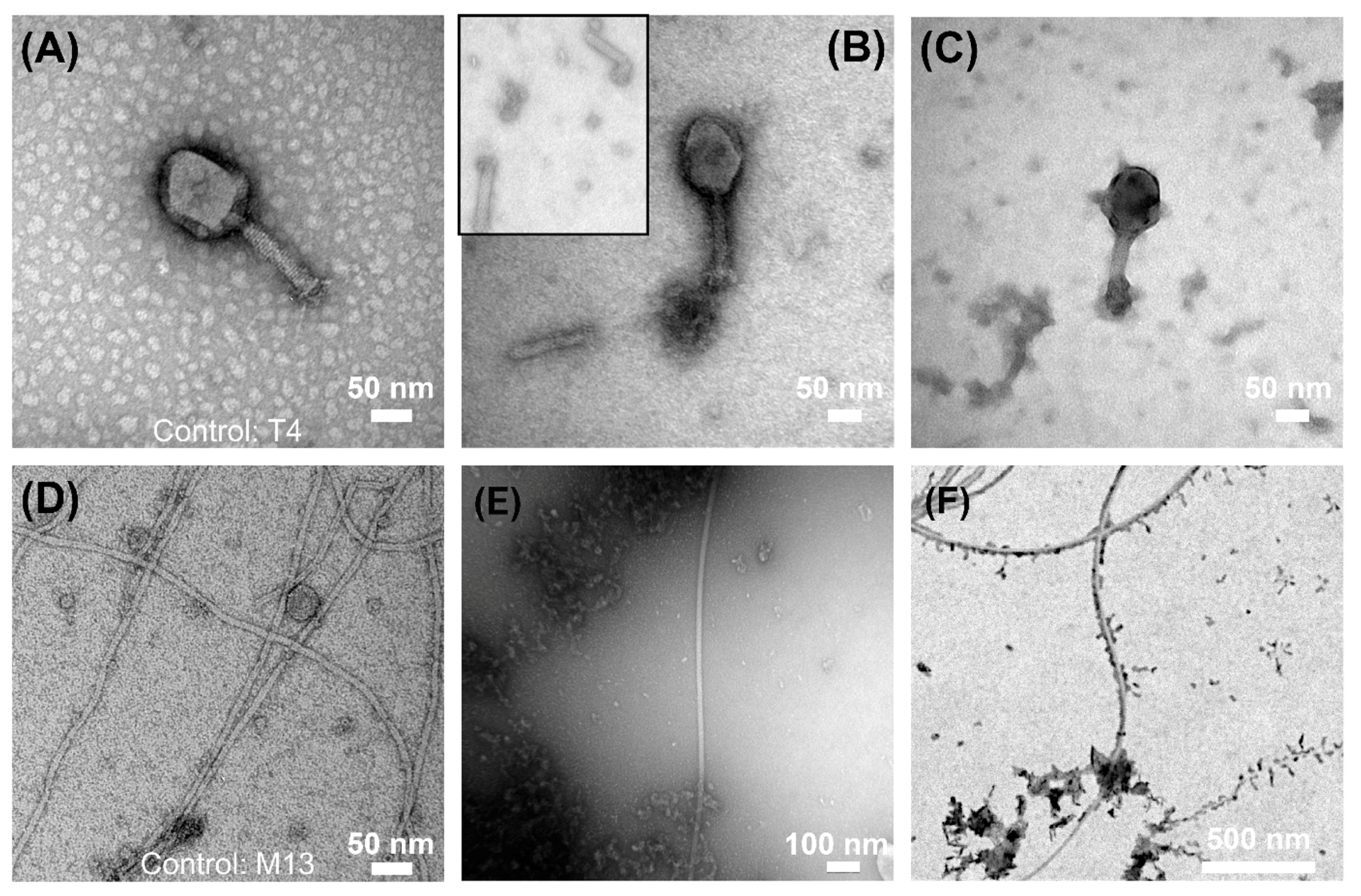 Viruses 14 00867 g004