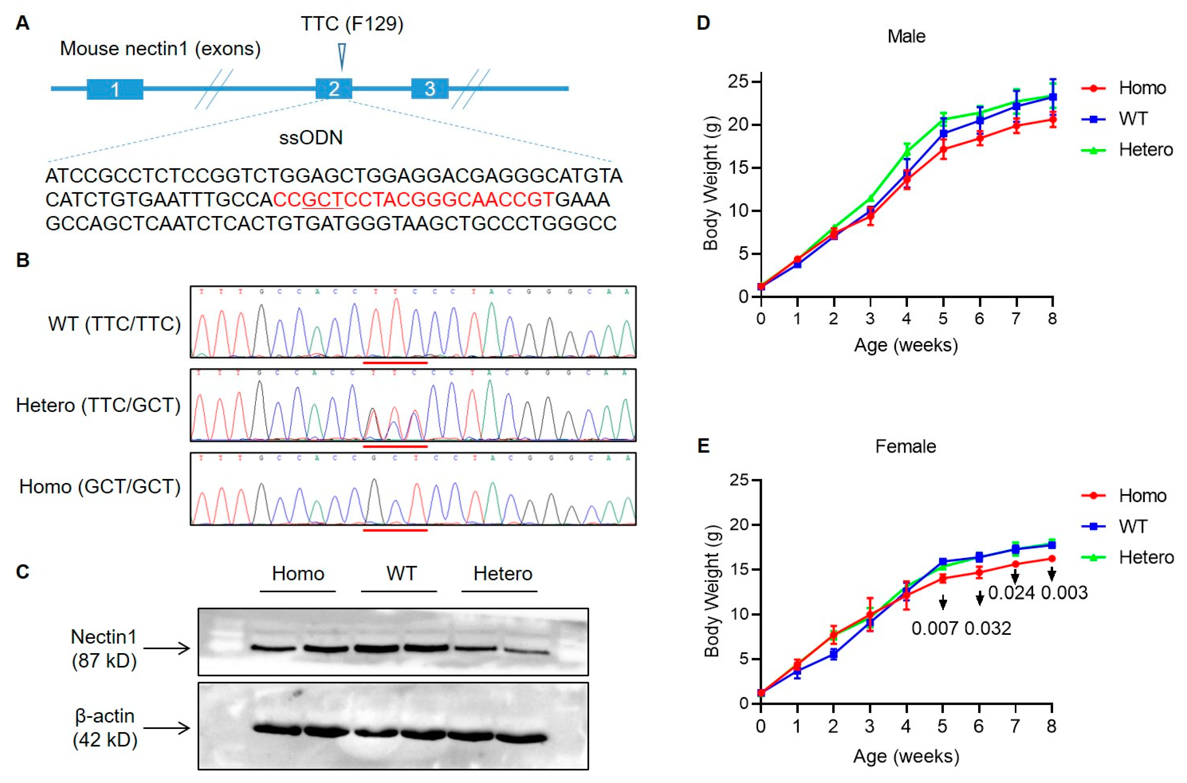 A Nectin1 Mutant Mouse Model Is Resistant to Pseudorabies