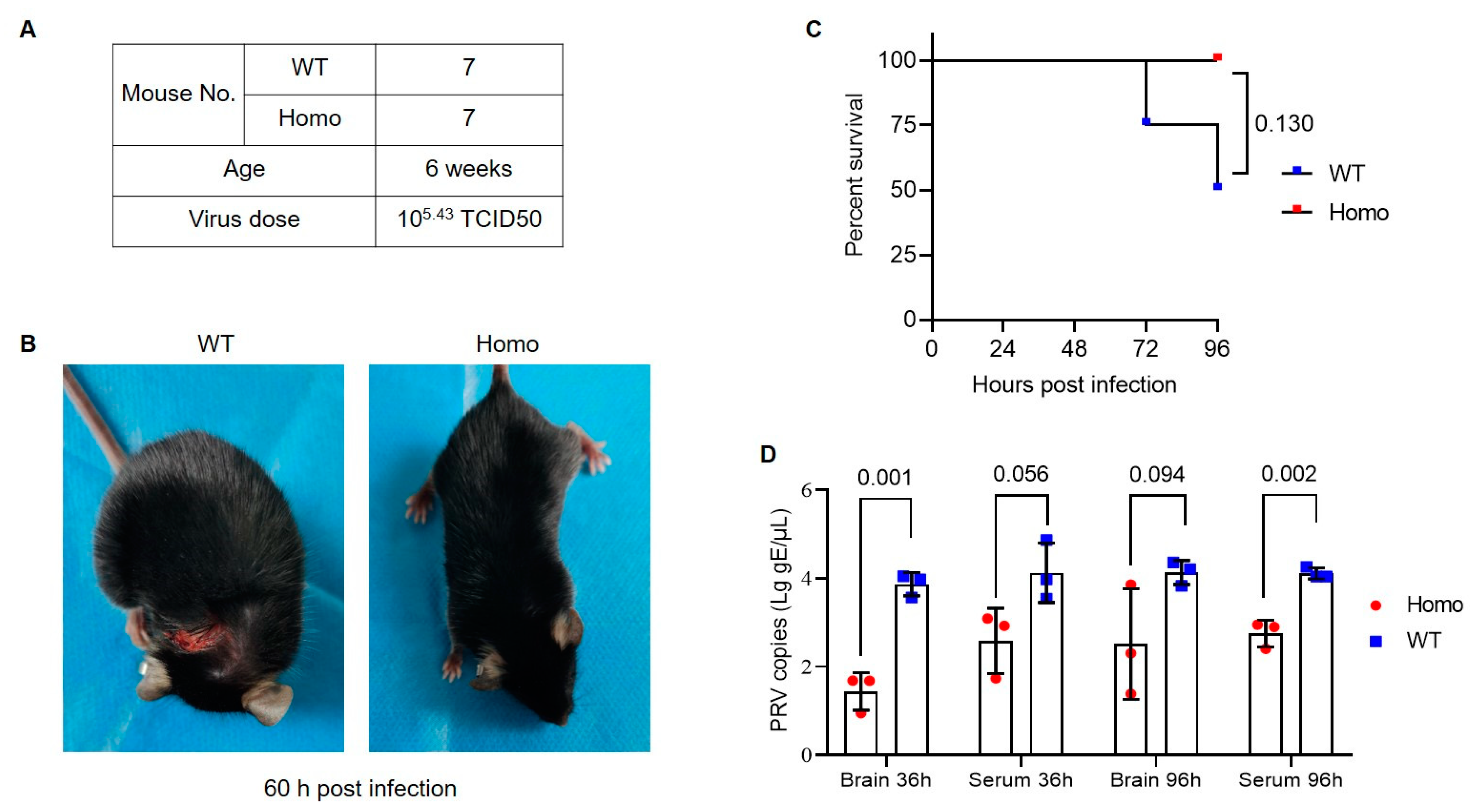 小野 A Nectin1 Mutant Mouse Model Is Resistant to Pseudorabies