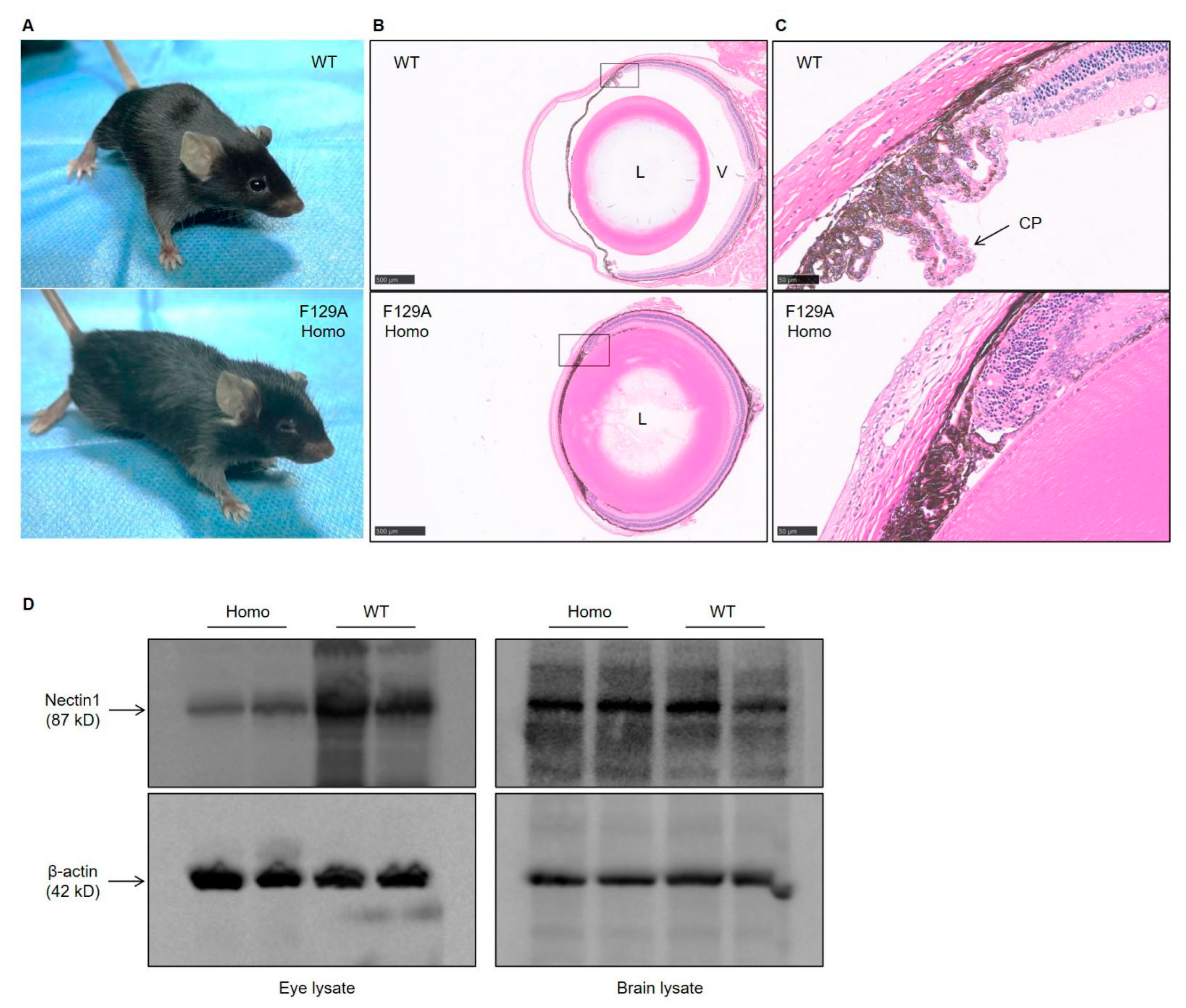 小野 A Nectin1 Mutant Mouse Model Is Resistant to Pseudorabies