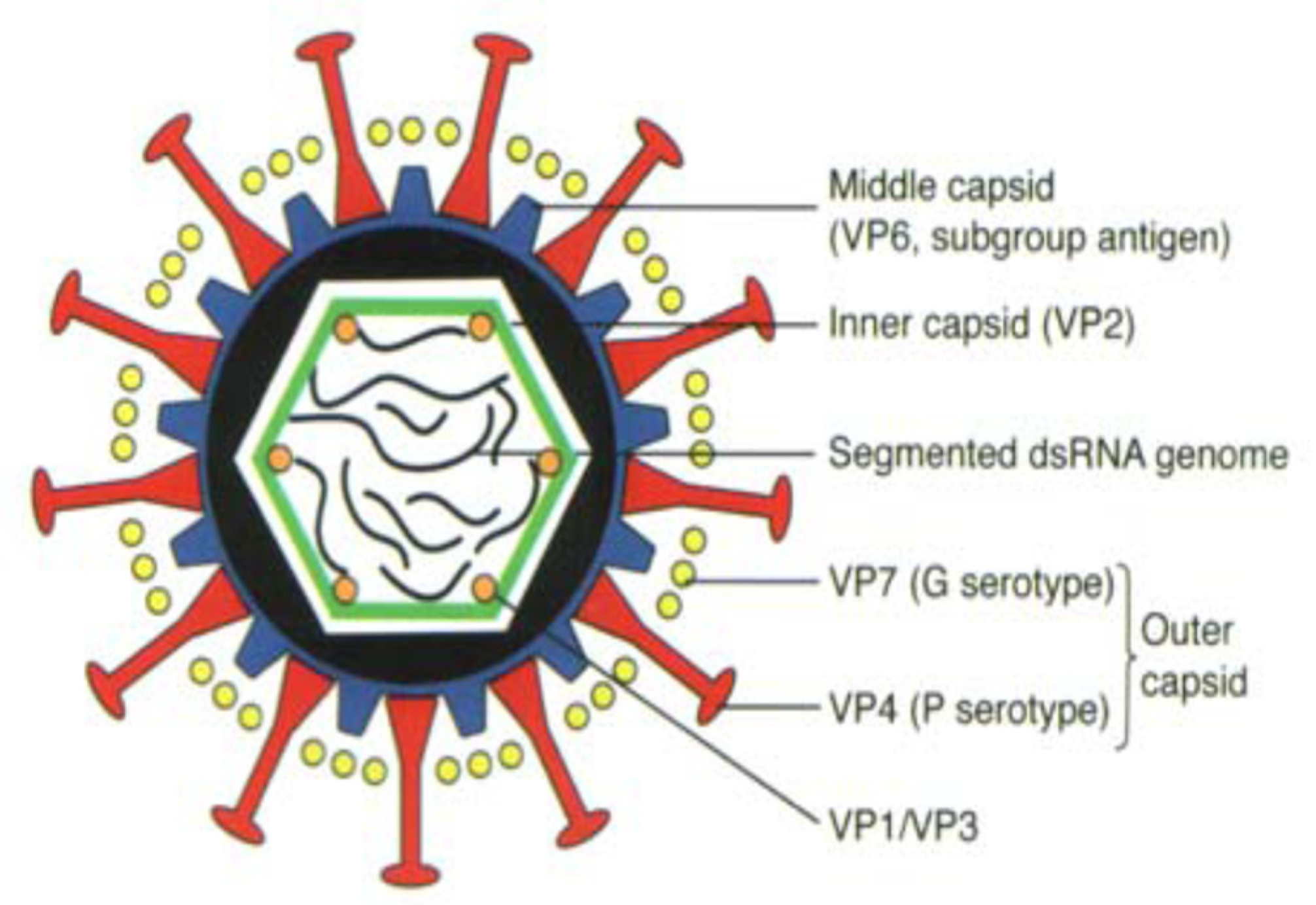 Viruses Free FullText Rotaviruses From Pathogenesis to Disease