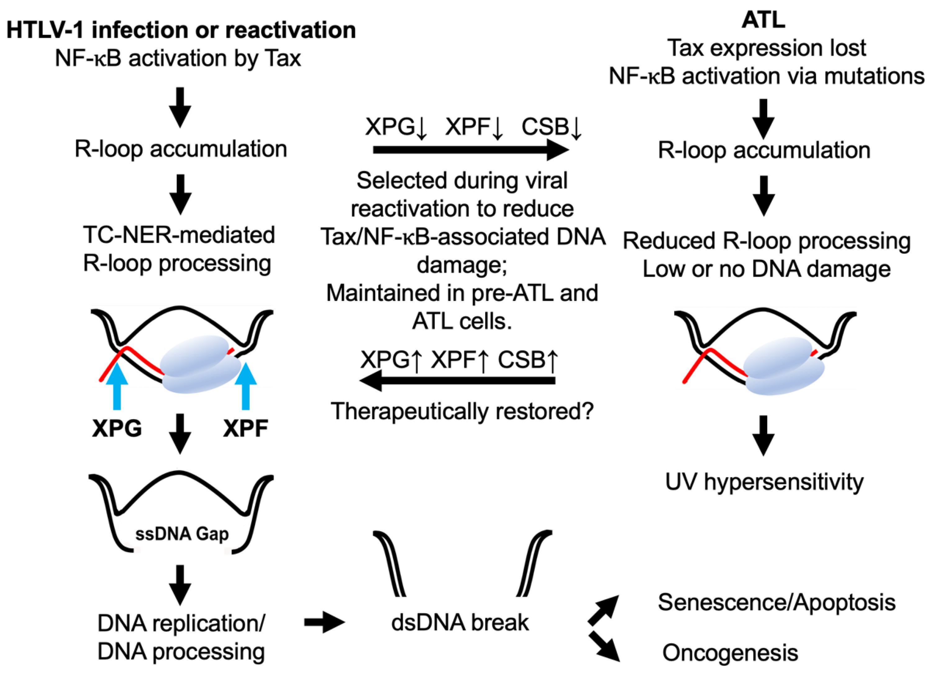 Viruses 14 00877 g001